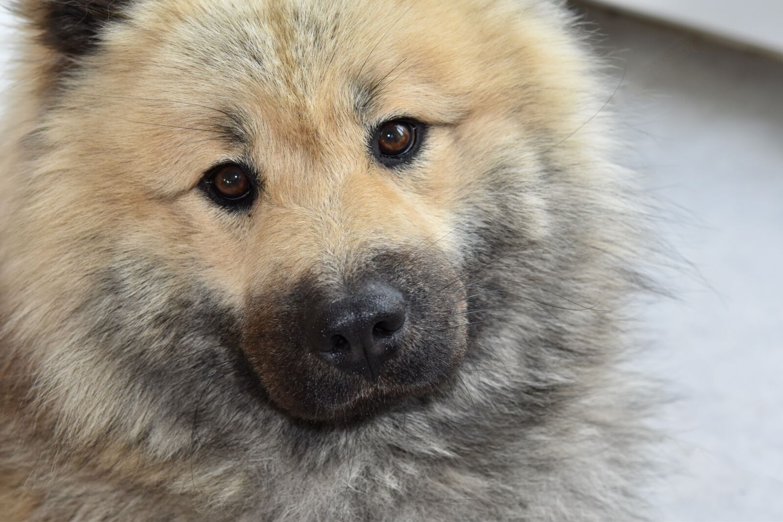 Nikon D5600 sample photo. Dog, dog portrait, look photography
