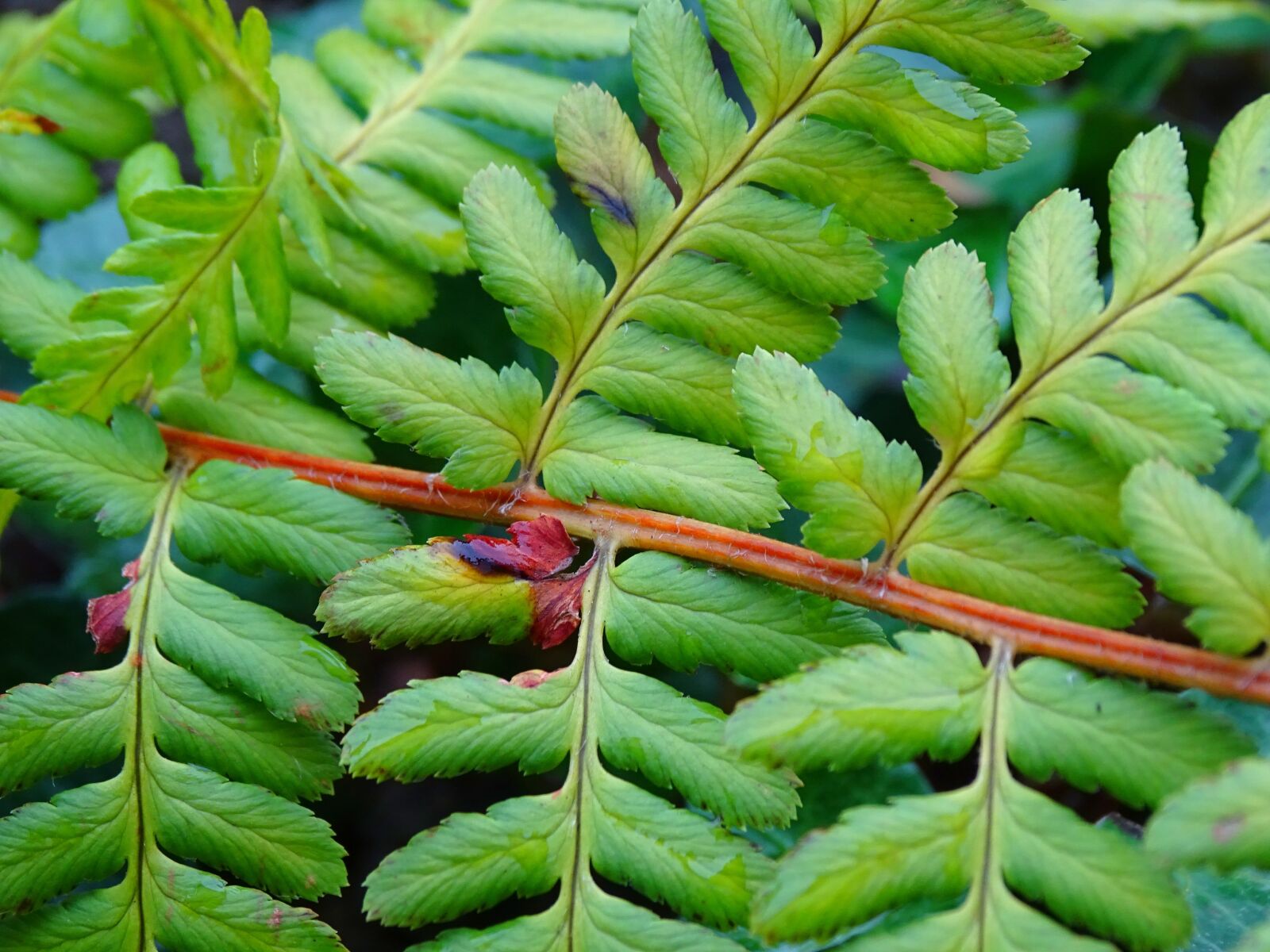 Sony Cyber-shot DSC-HX400V sample photo. Fern, fern leaf, green photography