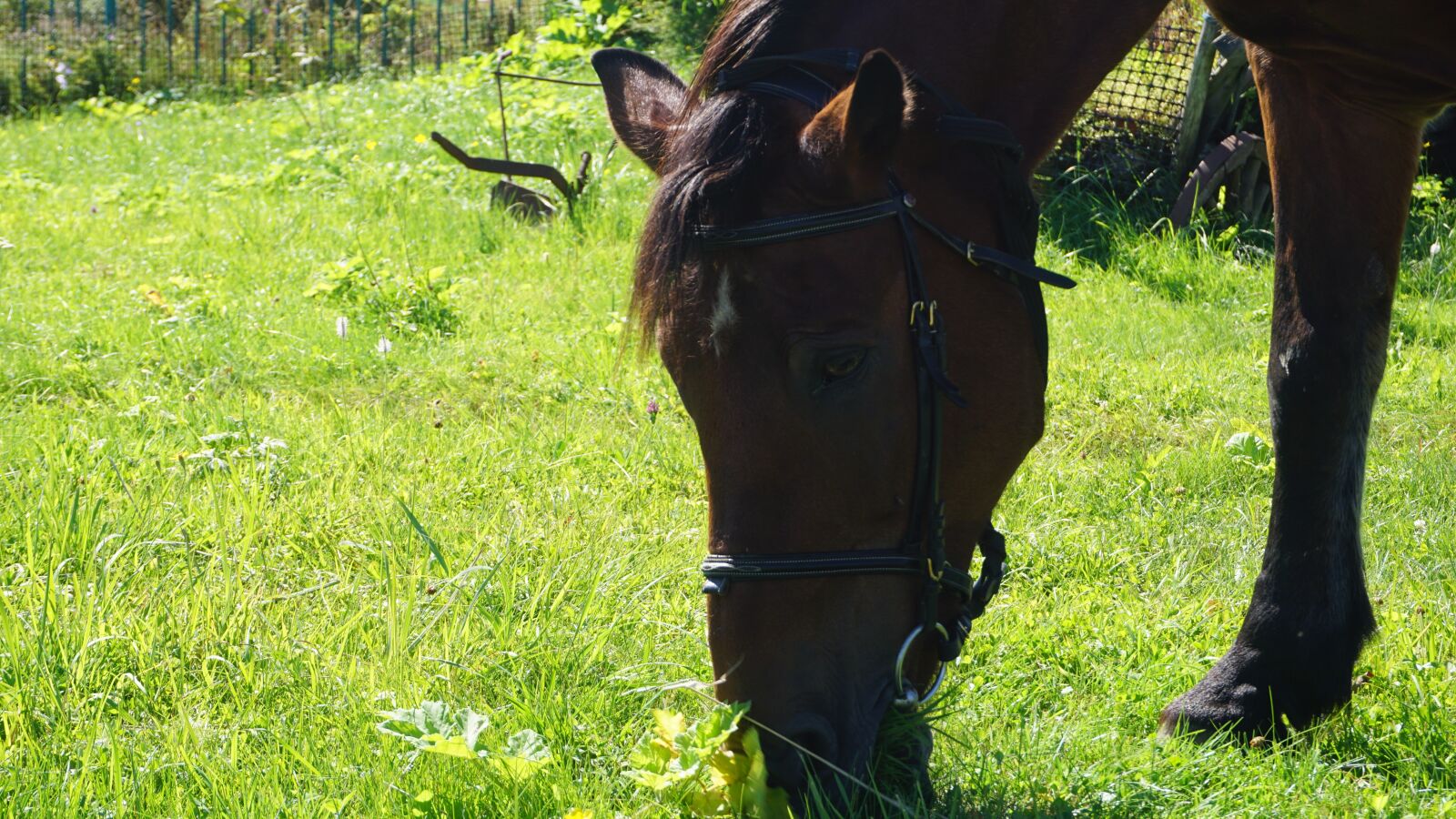 Sony a6000 sample photo. Horse, farm, animal photography