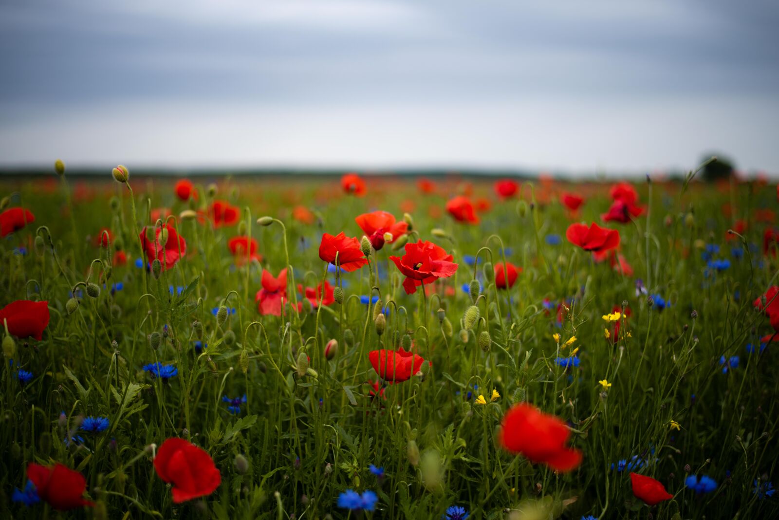 Nikon D750 sample photo. Poppies, meadow, field photography