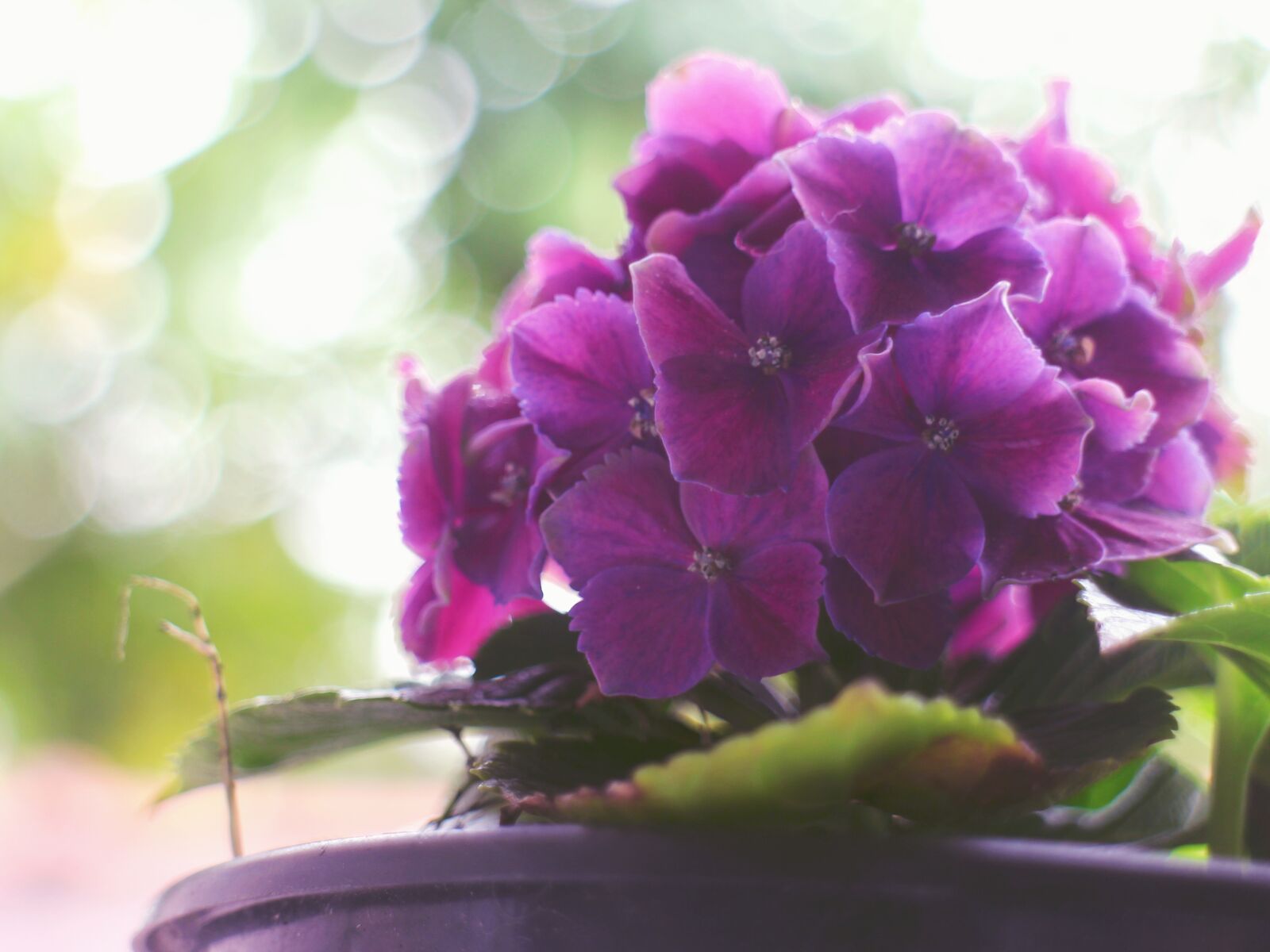 Canon EOS M sample photo. Purple, flower, nature photography