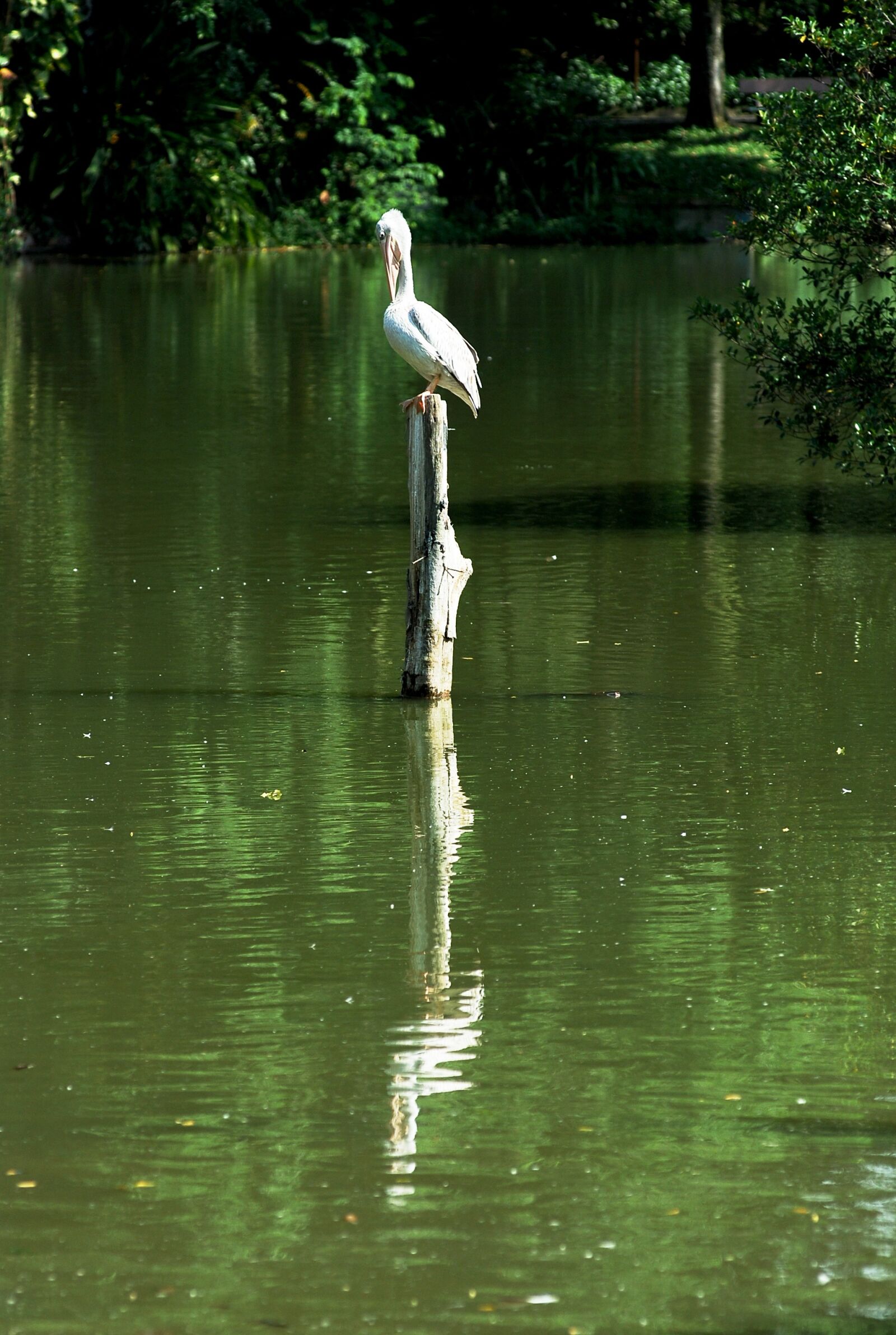 Nikon D80 sample photo. Stork, bird, lonely photography