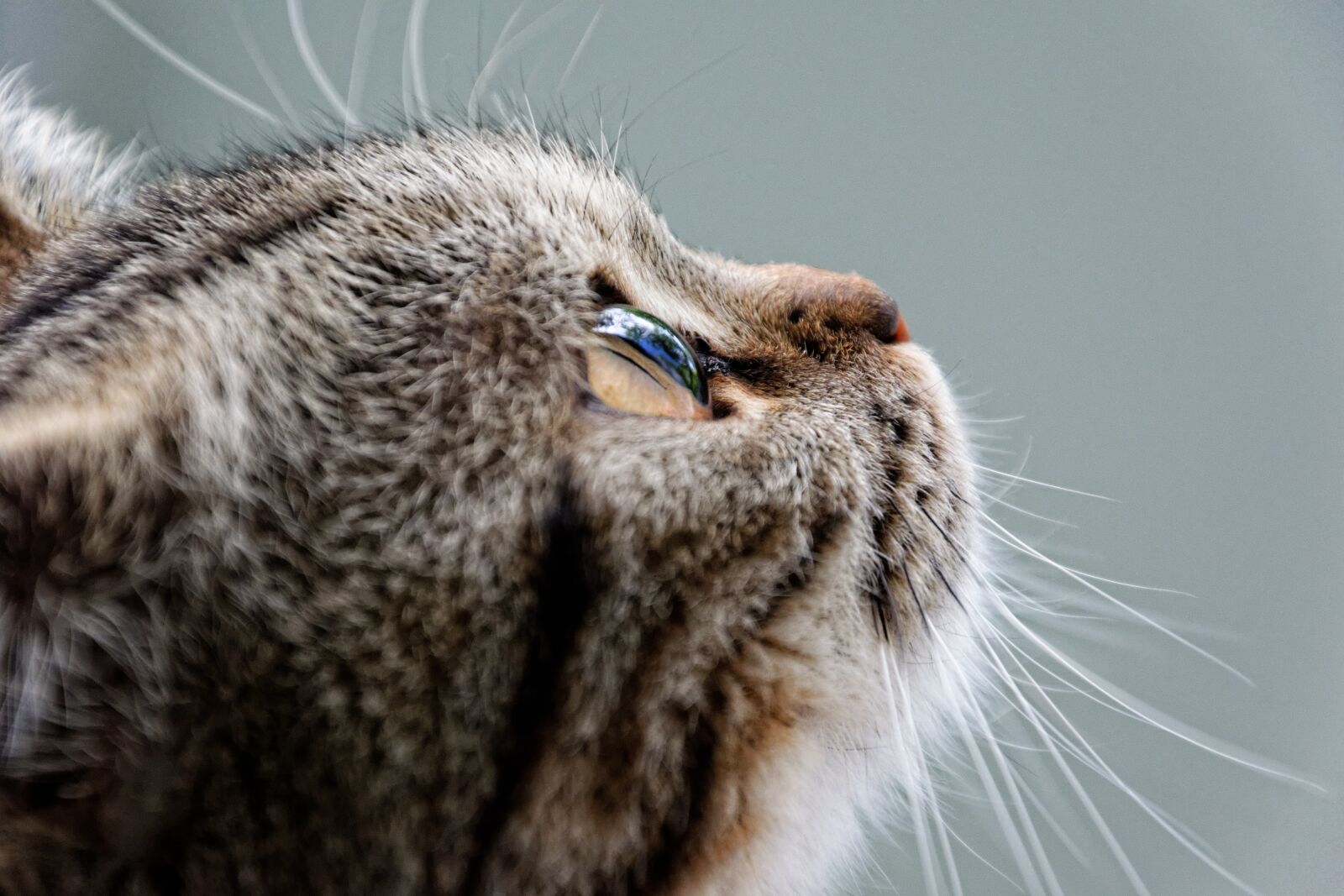 Nikon D5300 sample photo. Cat, british shorthair, breed photography