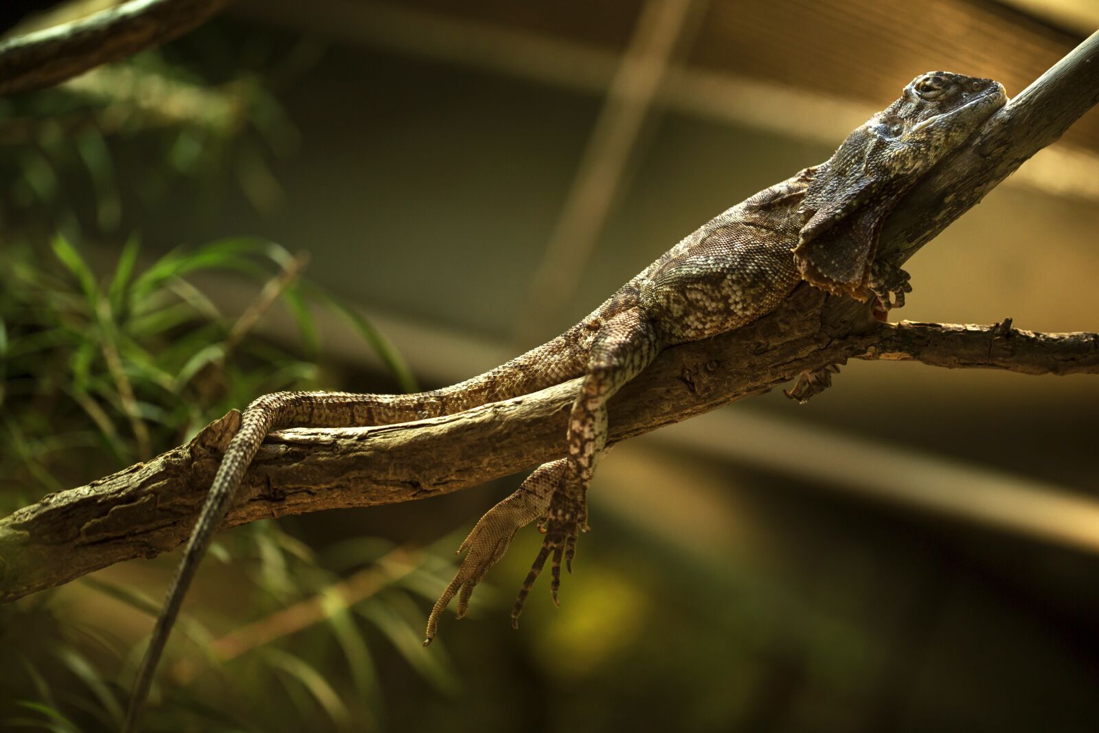 Canon EF 100mm F2.8L Macro IS USM sample photo. Reptile, lizard, gecko photography