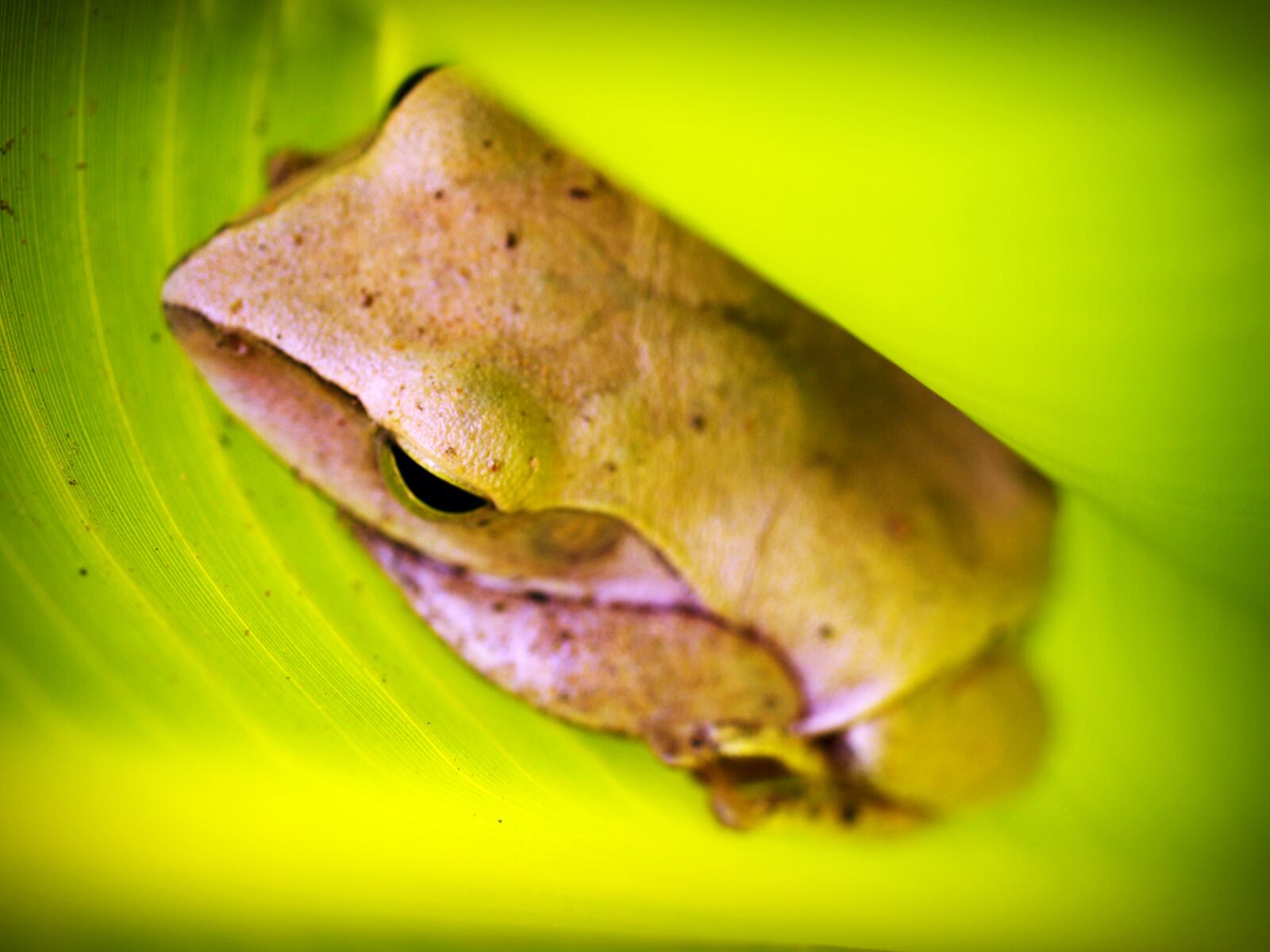 Olympus E-300 (EVOLT E-300) sample photo. Amphibian, animal, close, up photography