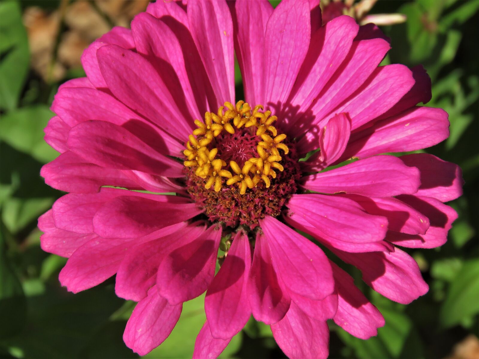 Canon PowerShot SX60 HS sample photo. Flower, pink, yellow photography