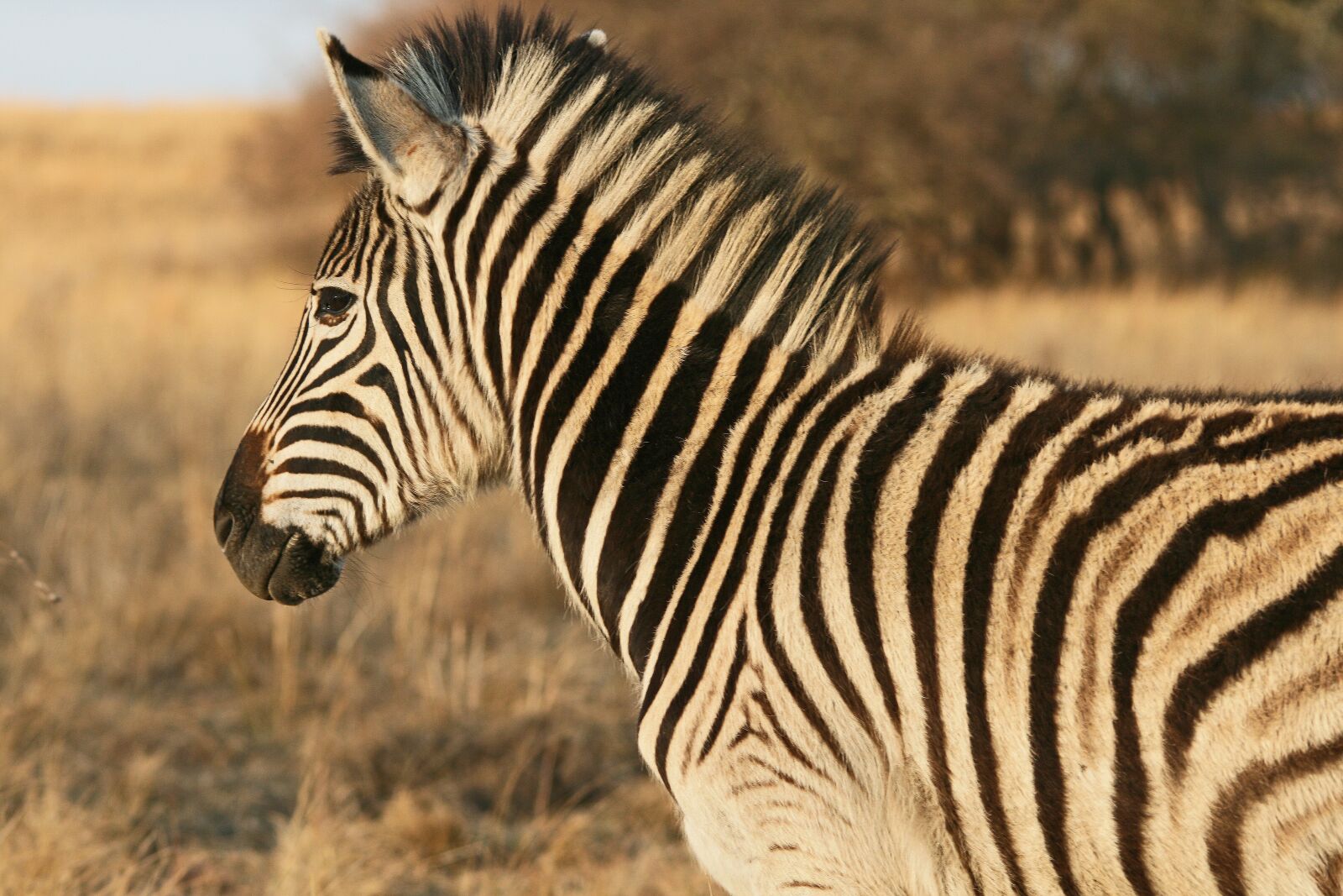 Canon EOS 400D (EOS Digital Rebel XTi / EOS Kiss Digital X) sample photo. Zebra, animal, mammal photography
