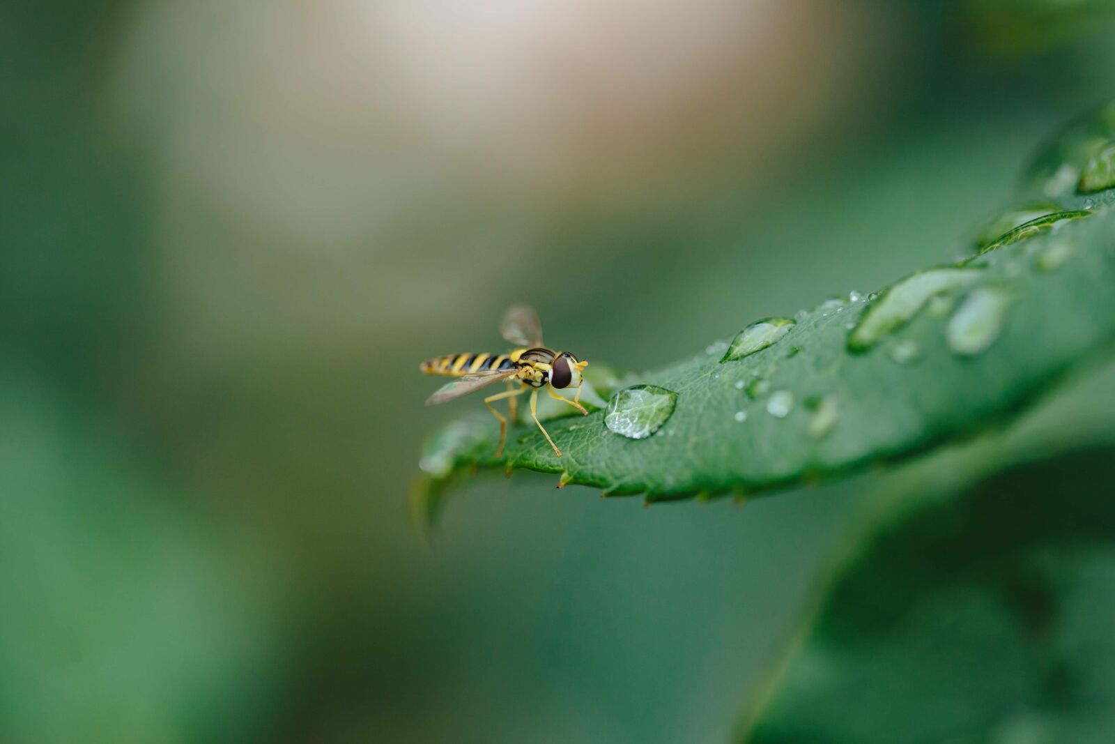 Canon EF 100mm F2.8 Macro USM sample photo. Ecology, purity, rain, raindrop photography