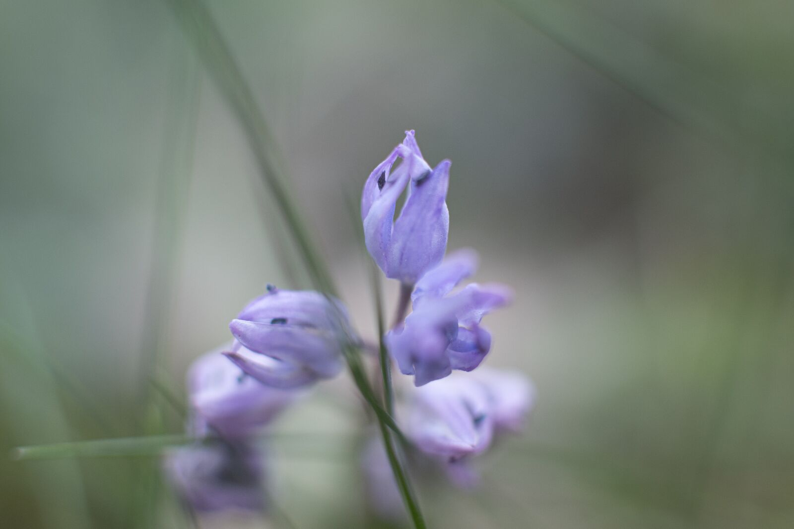 Nikon D7500 sample photo. Photos timeo, flower, nature photography