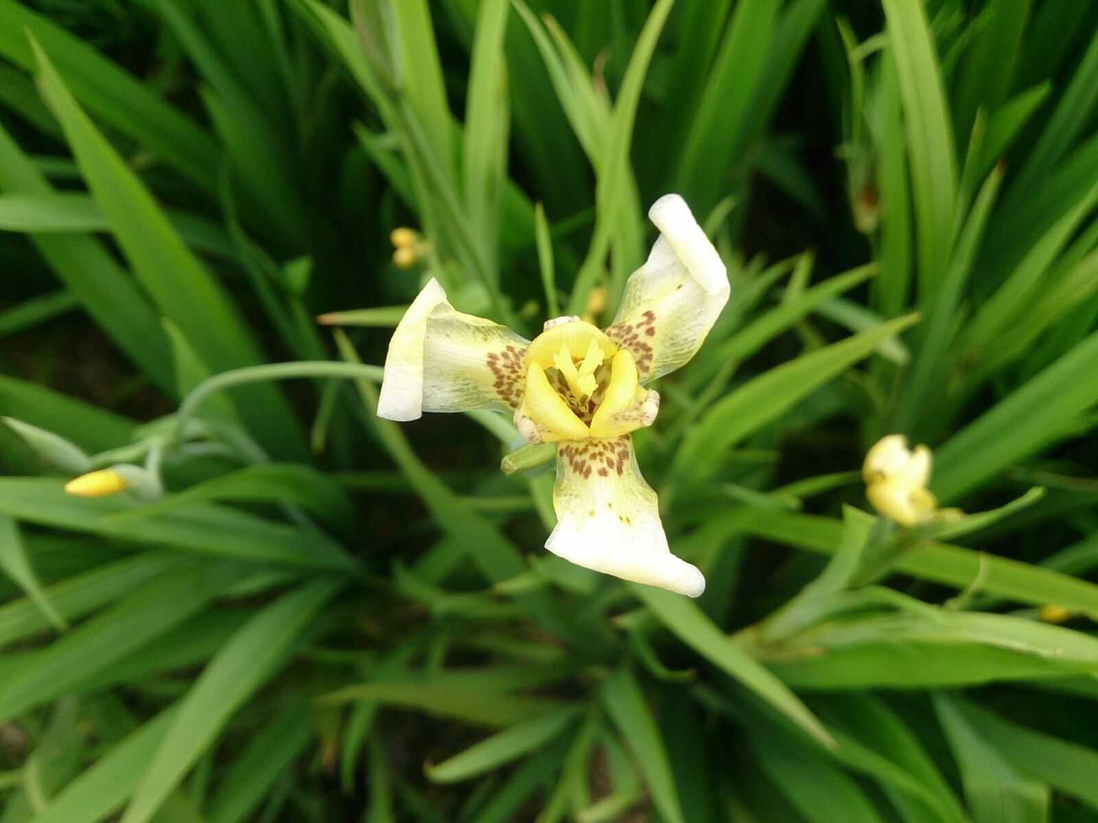 Sony Xperia Z sample photo. Iris, plant, vincent van photography