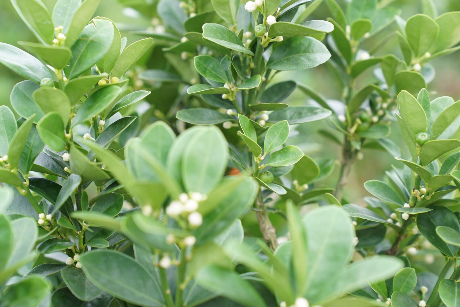 Sony a7S + Sony FE 24-70mm F2.8 GM sample photo. Flowering, lime plant, plant photography