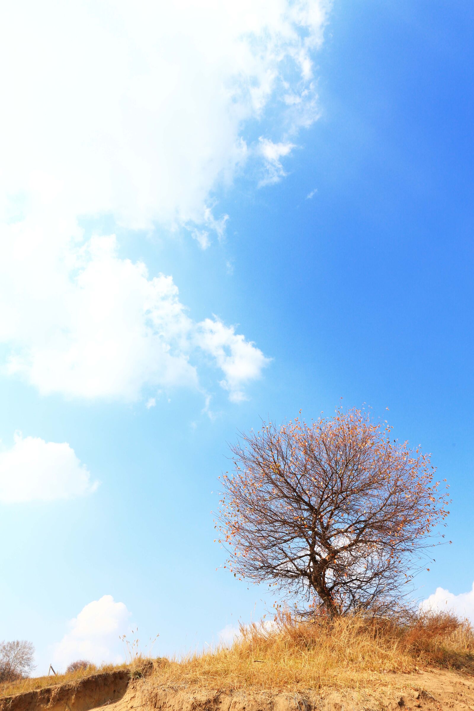 Canon EOS 5D Mark III sample photo. Autumn, tree, the scenery photography