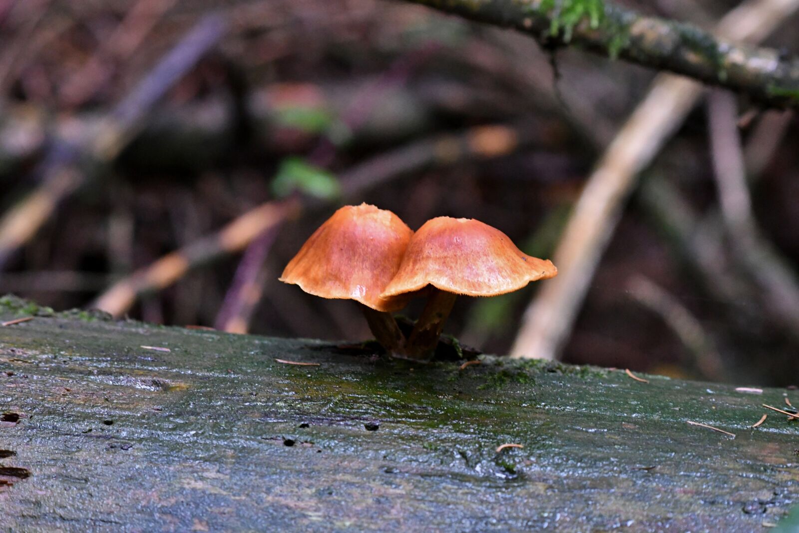 Nikon D500 sample photo. Mushrooms, tree trunk, autumn photography