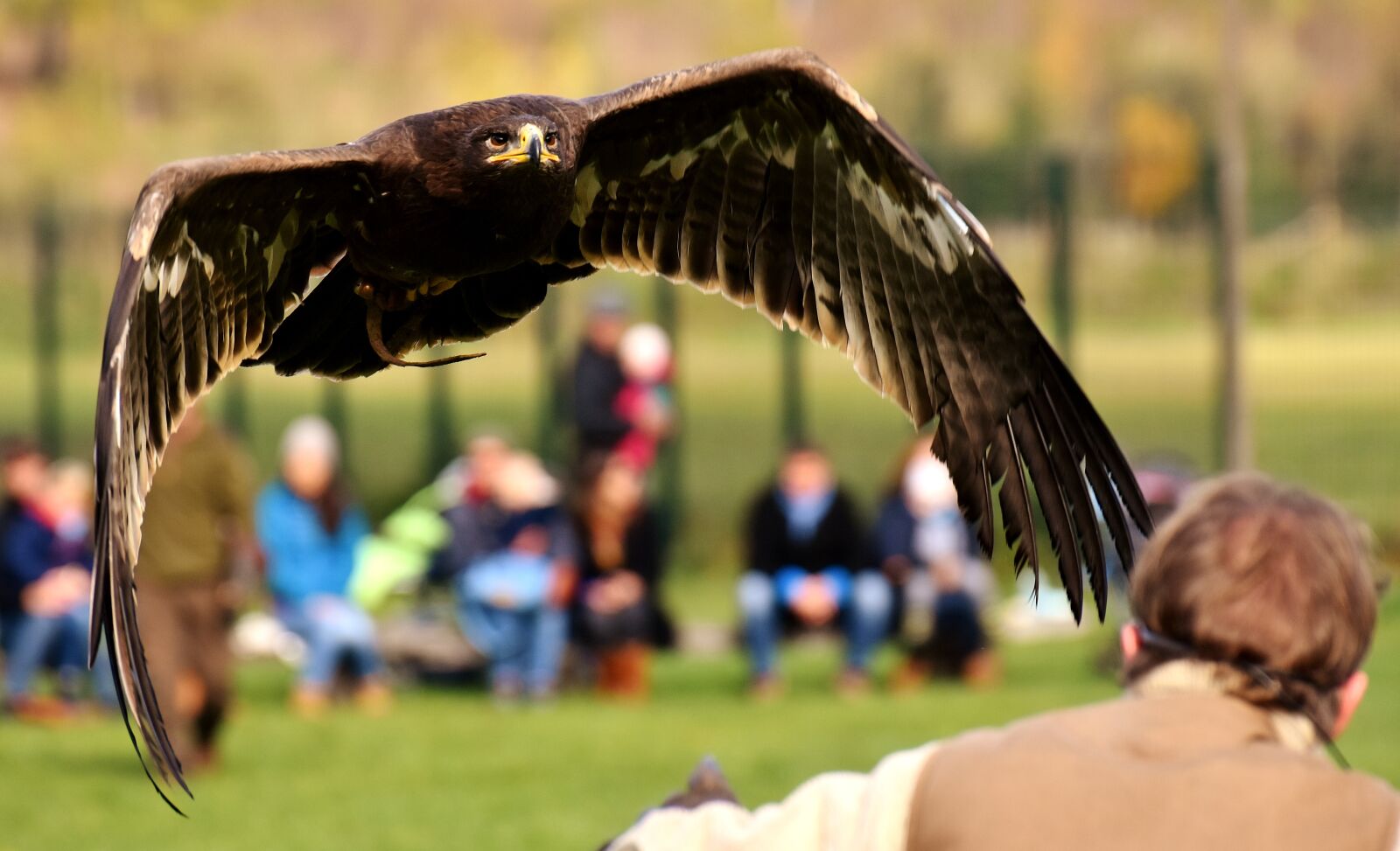 Nikon D7200 sample photo. Adler, raptor, bird of photography