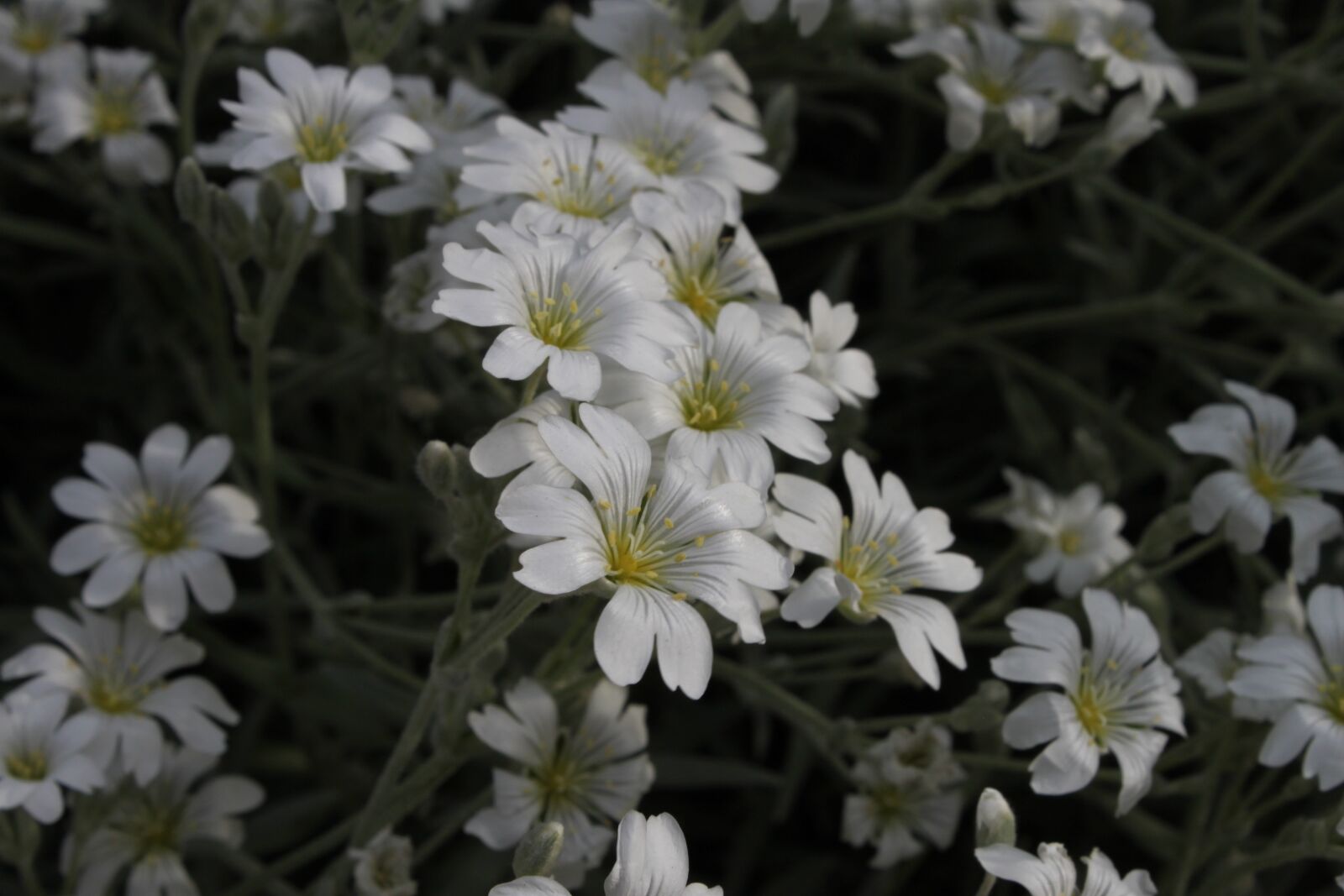 Canon EOS 500D (EOS Rebel T1i / EOS Kiss X3) sample photo. Flower, nature, plant photography