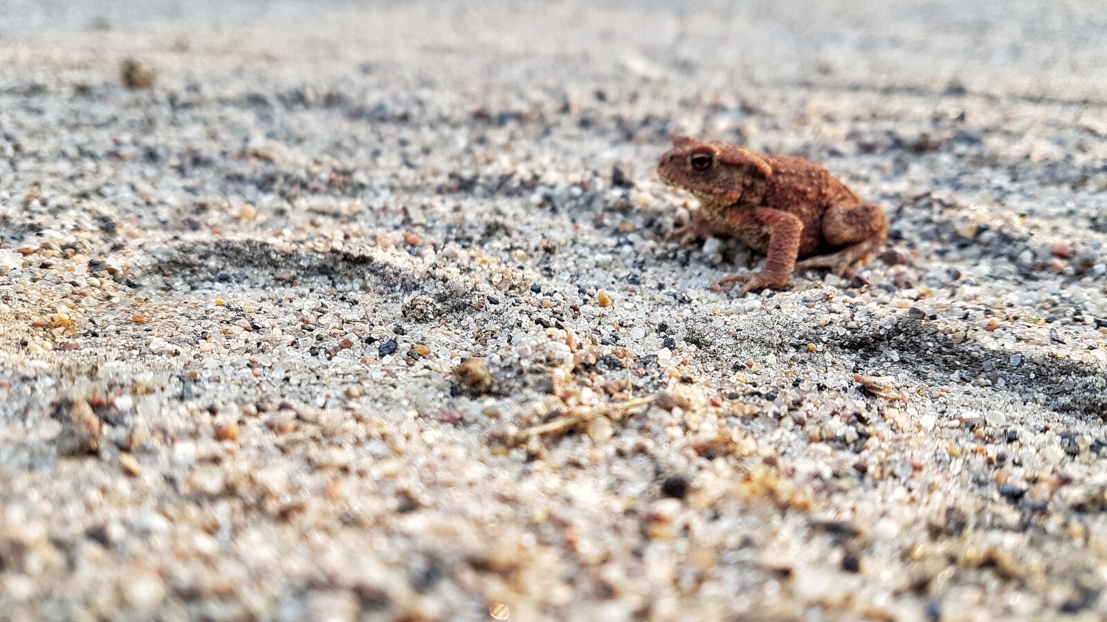 Samsung Galaxy S7 Edge sample photo. The frog, animal, animals photography
