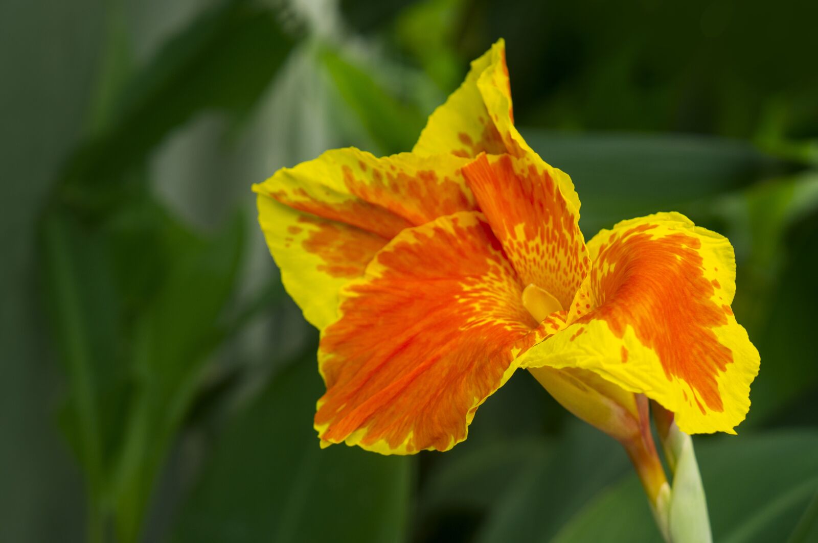 Sony Alpha NEX-F3 + Sony E 18-55mm F3.5-5.6 OSS sample photo. Lily, natural, pomp photography
