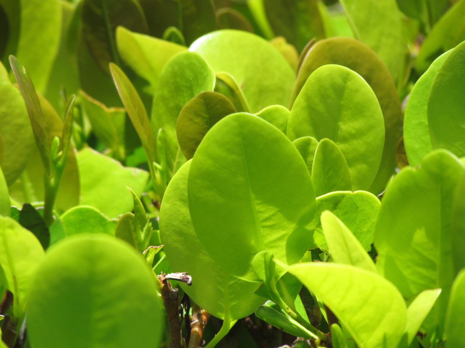 Canon PowerShot SX30 IS sample photo. Plants, shadows, garden photography