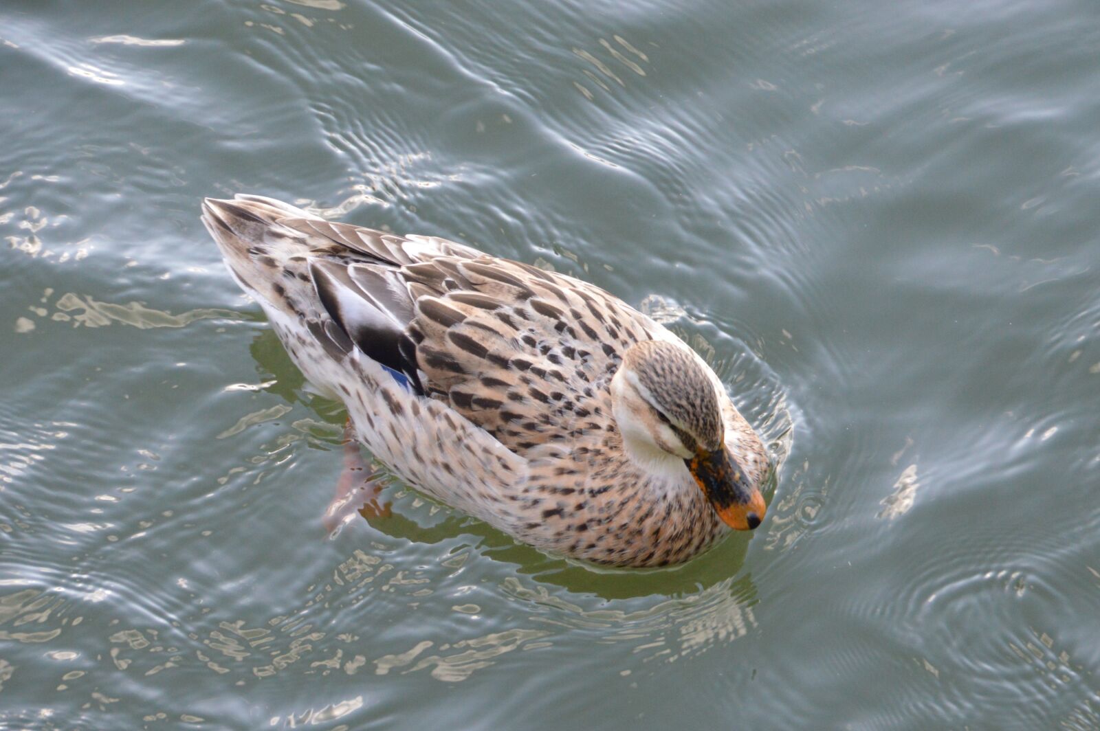 Nikon D3200 sample photo. Duck, volatile, water photography