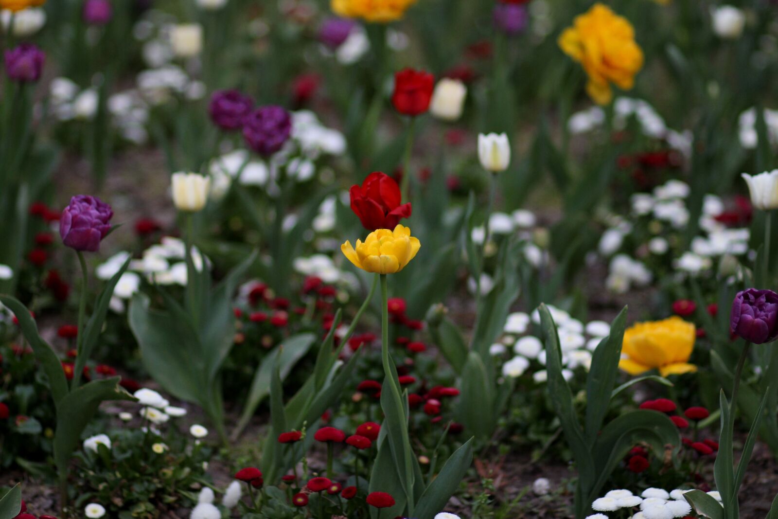 Canon EF 85mm F1.8 USM sample photo. Tulips, flowers, supplies photography