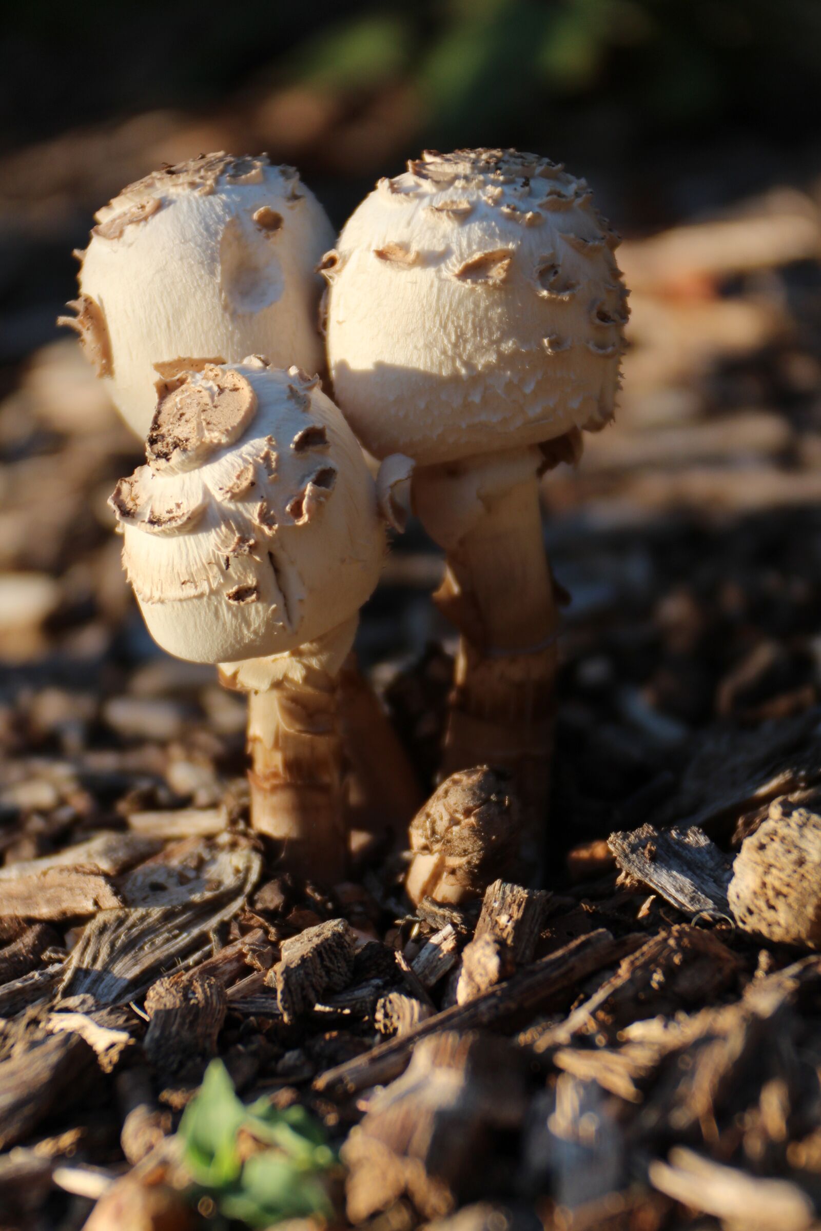 Canon EOS 650D (EOS Rebel T4i / EOS Kiss X6i) + Canon EF-S 18-55mm F3.5-5.6 IS II sample photo. Mushroom, fungus, plant photography