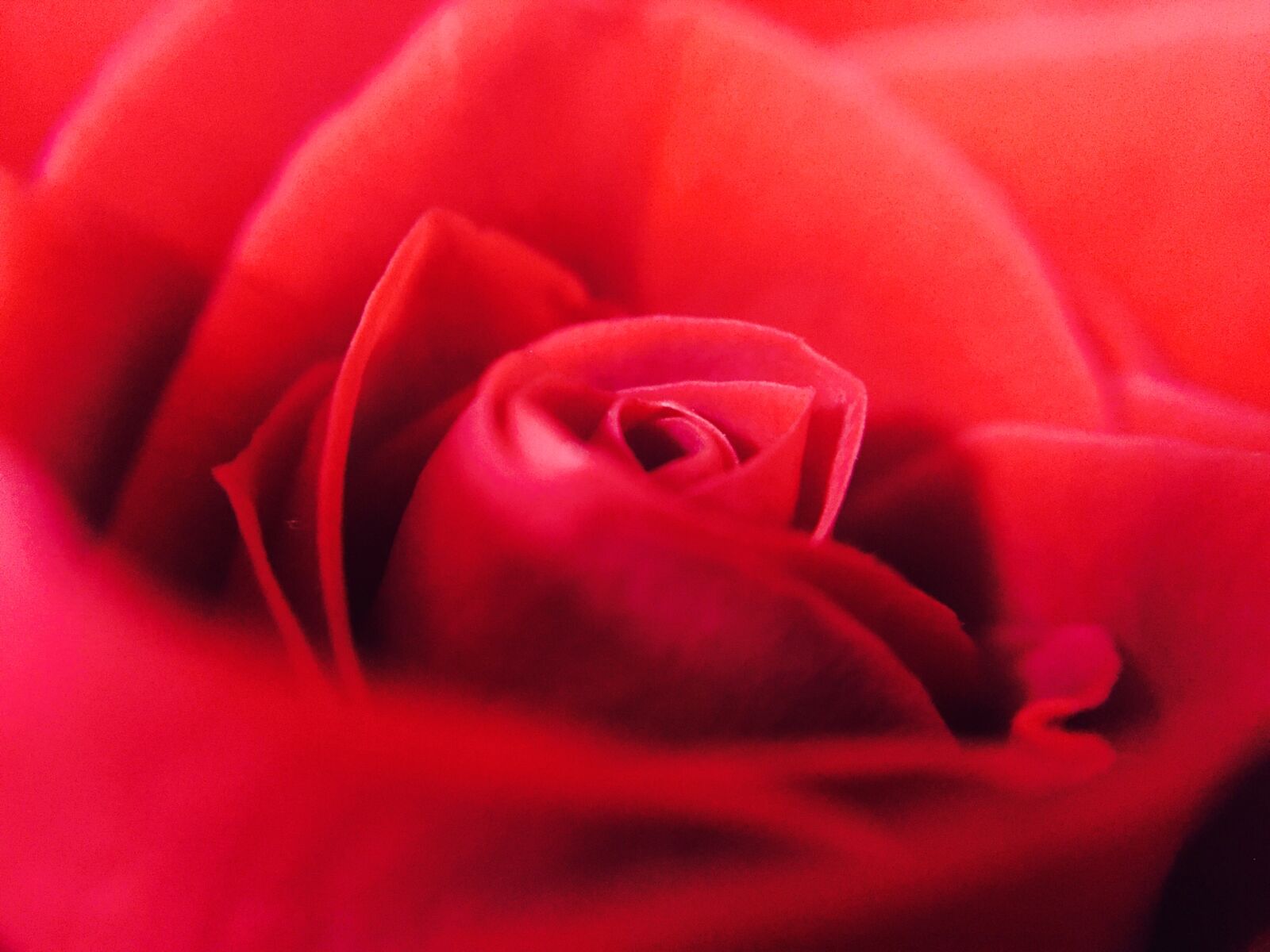 Apple iPhone 6 sample photo. Close, up, of, red photography