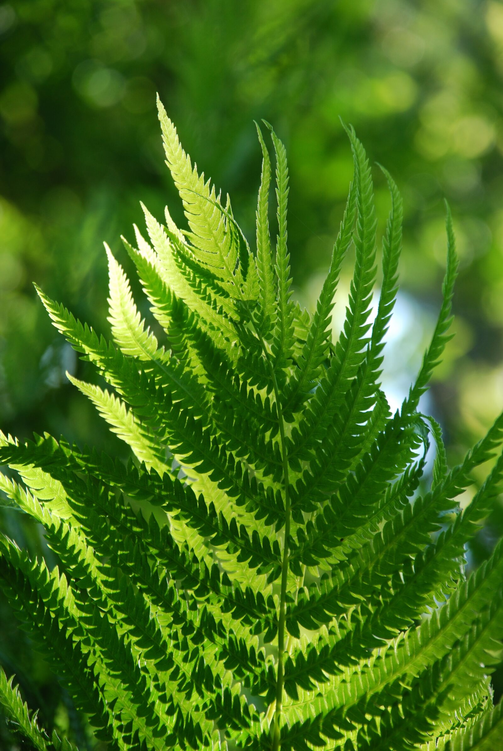 Nikon D60 sample photo. Fern, green, nature photography