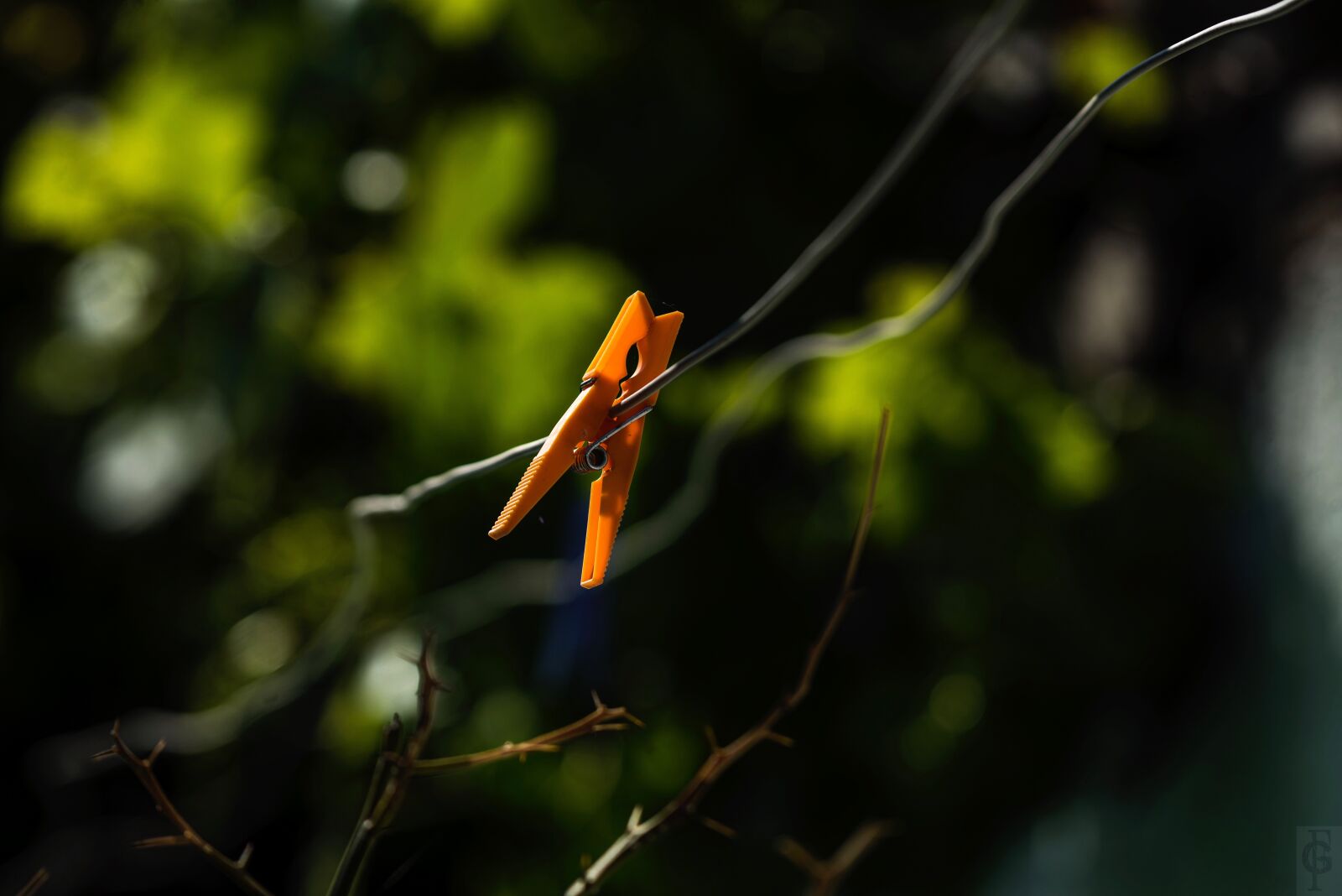 Nikon D810 sample photo. Clip, tendedor photography