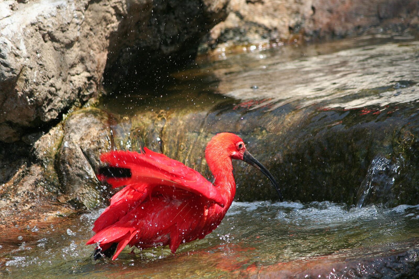Canon EOS 350D (EOS Digital Rebel XT / EOS Kiss Digital N) sample photo. Animal, bird, scarlet ibis photography