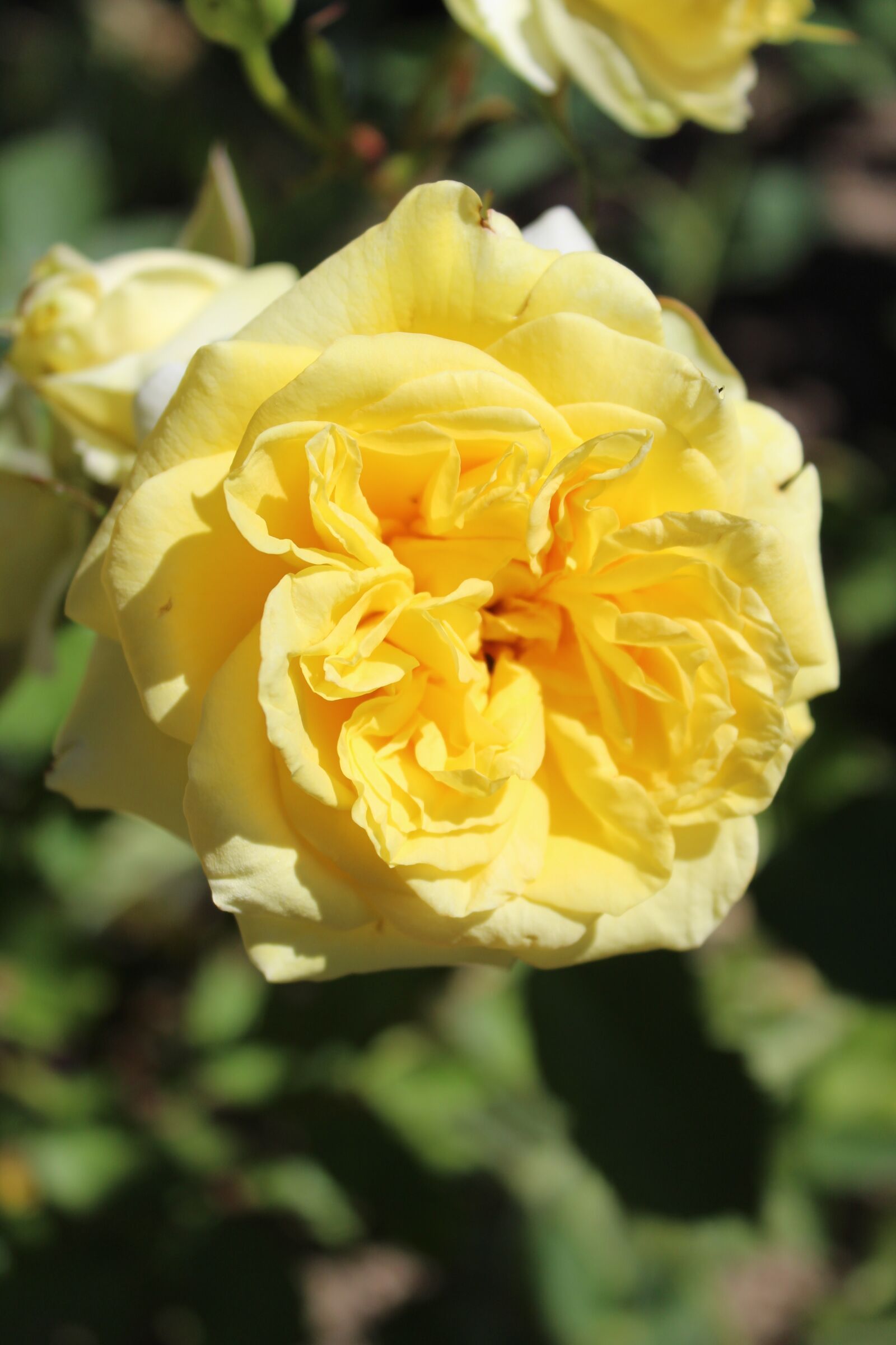 Canon EOS 1300D (EOS Rebel T6 / EOS Kiss X80) sample photo. Rose, yellow, rose blooms photography