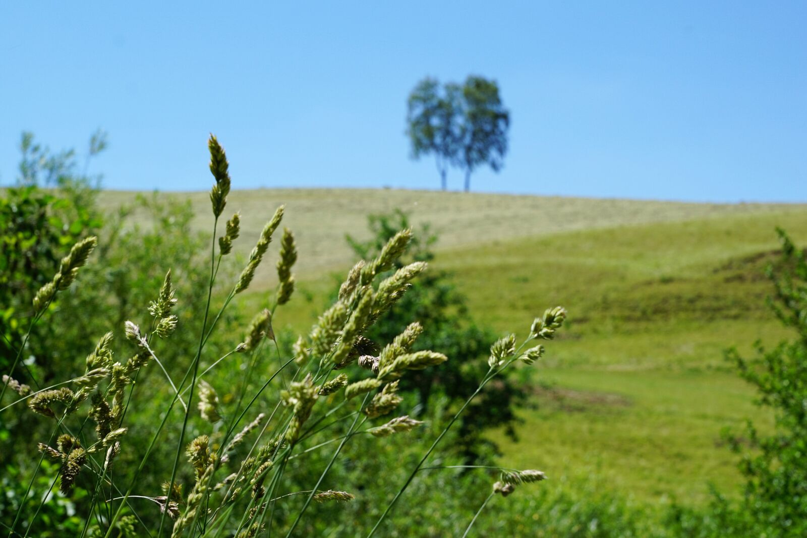 Sony ILCA-77M2 + Sony DT 16-50mm F2.8 SSM sample photo. Tree, meadow, aldingen photography