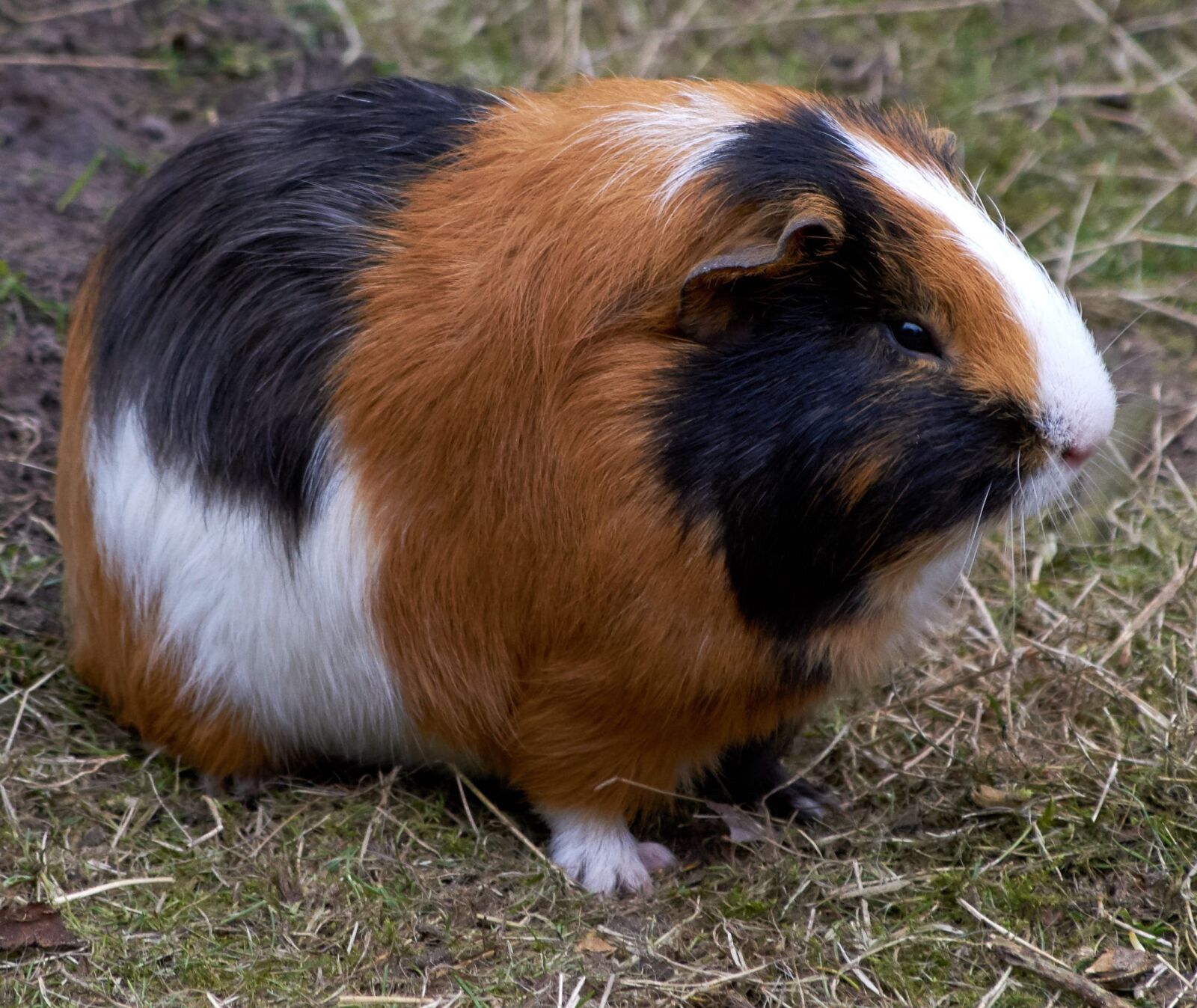 Nikon D5300 sample photo. Guinea pig, rodent, mammals photography