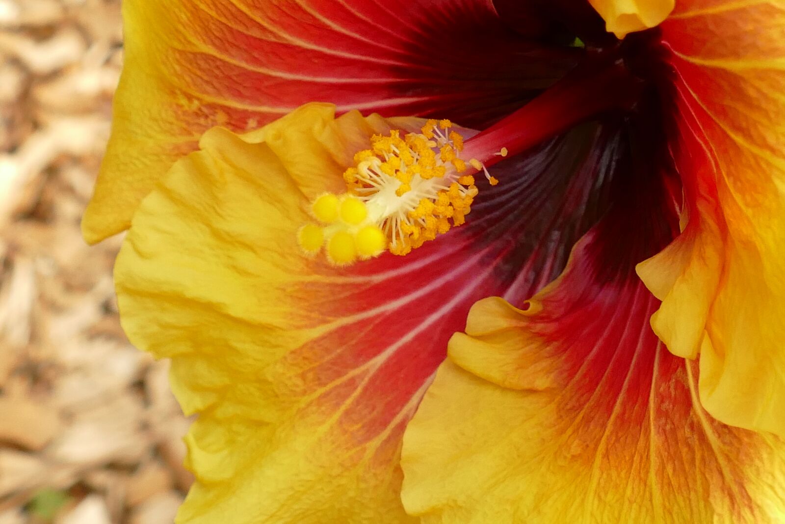 Panasonic Lumix DMC-FZ1000 sample photo. Hibiscus, malvaceae, mediterranean photography
