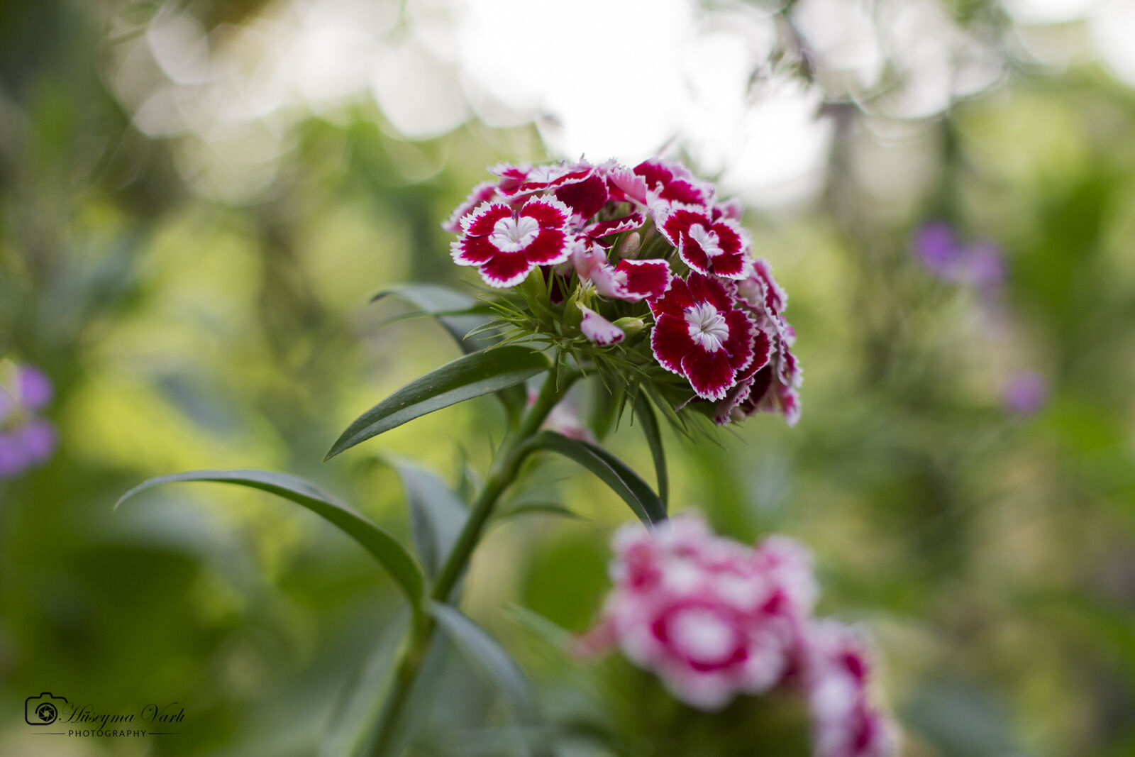 Canon EOS 60D + Canon EF 50mm F1.8 II sample photo. 60d, canon, flower photography
