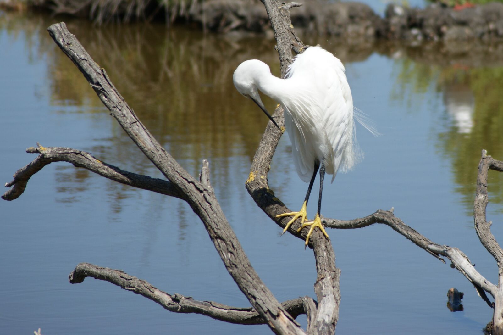 Sony Alpha DSLR-A290 sample photo. Egret, camargue, summer photography