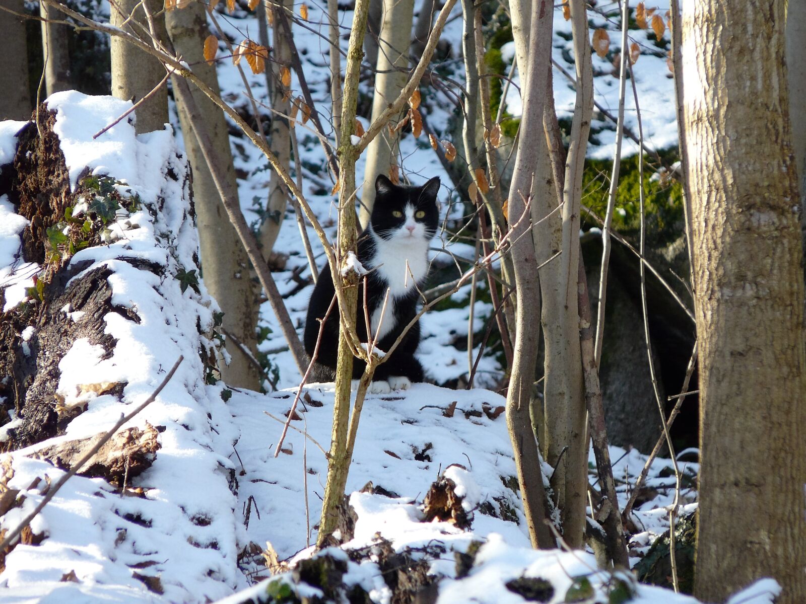 Panasonic DMC-FZ18 sample photo. Cat, animal, snow photography