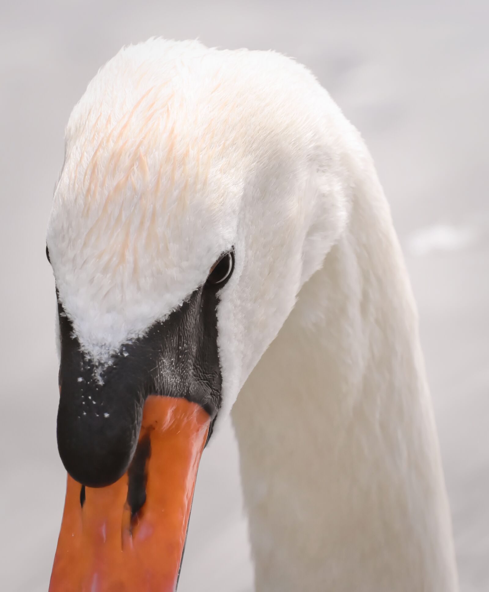 Nikon D7200 sample photo. Swan, elegant, noble photography