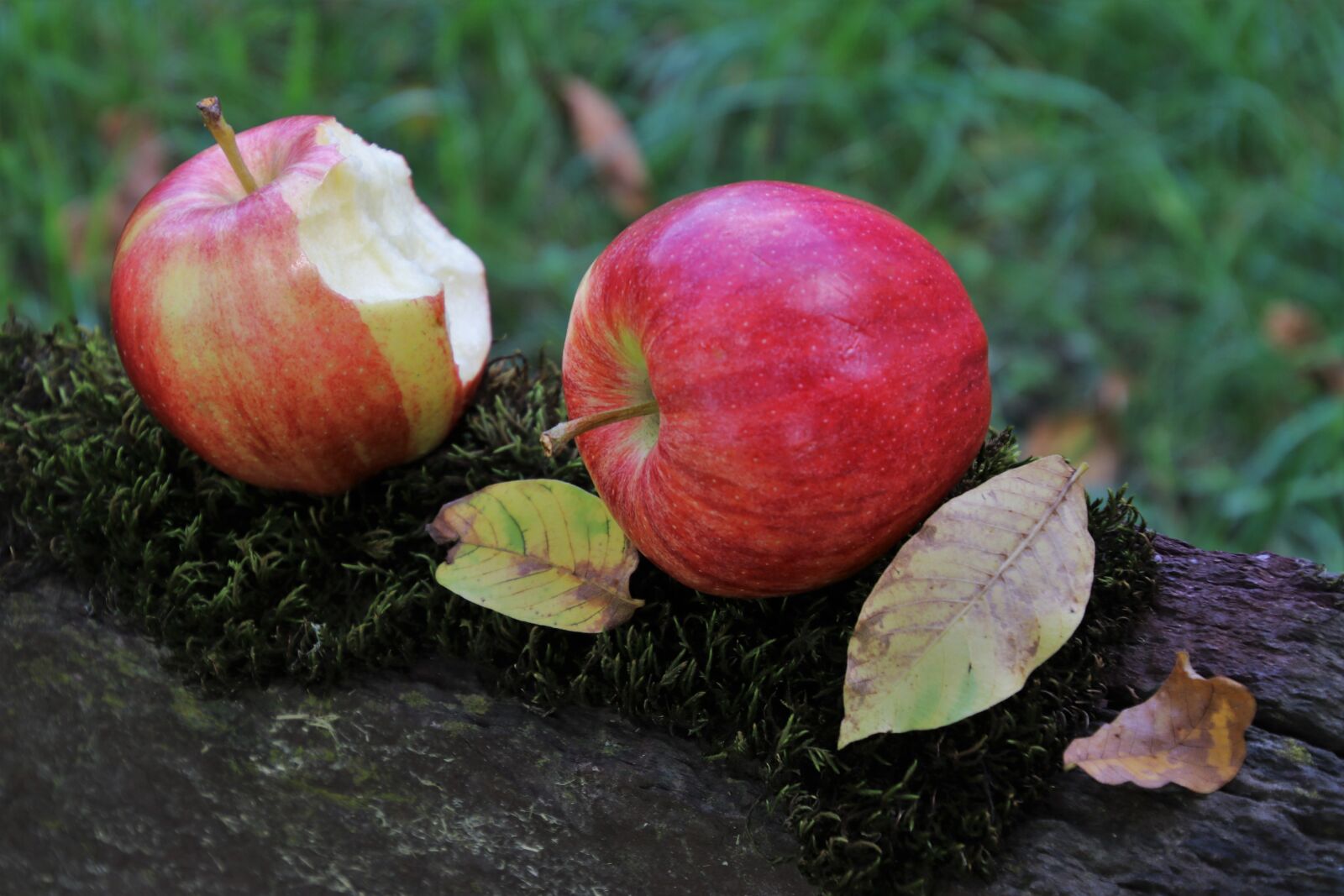 Canon EOS 80D sample photo. Fruit, autumn, in the photography