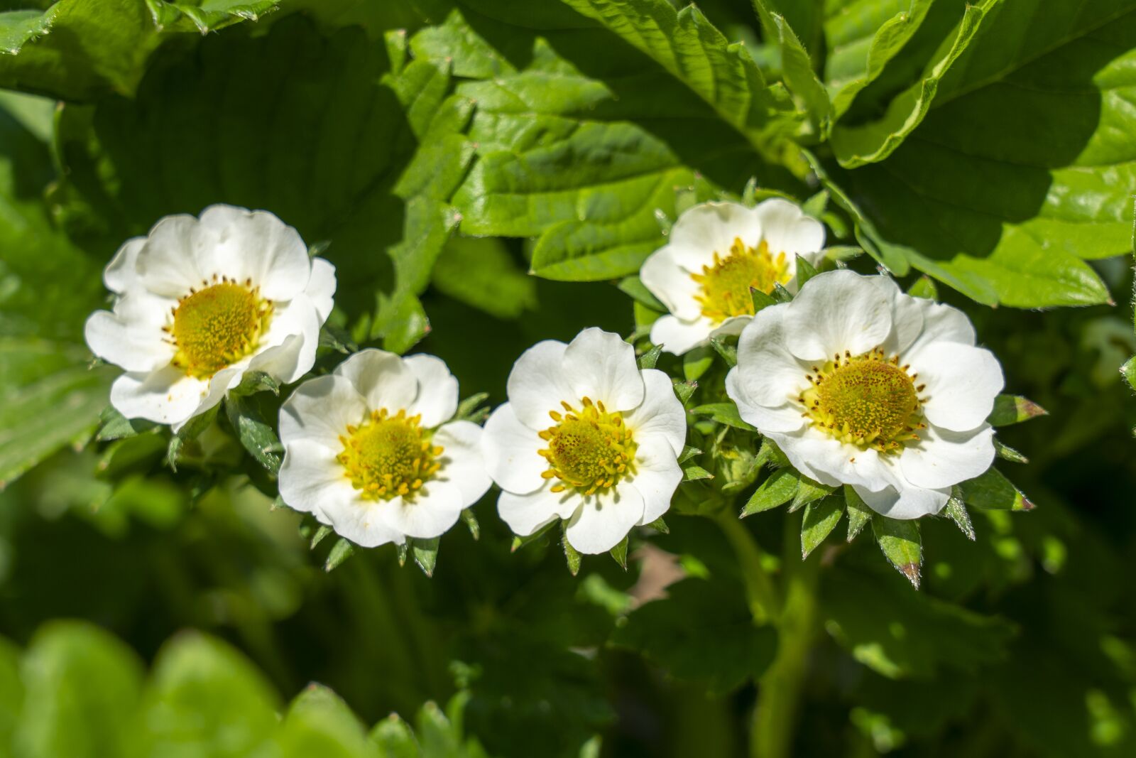 Sony FE 24-105mm F4 G OSS sample photo. Flower, flowers, strawberry photography