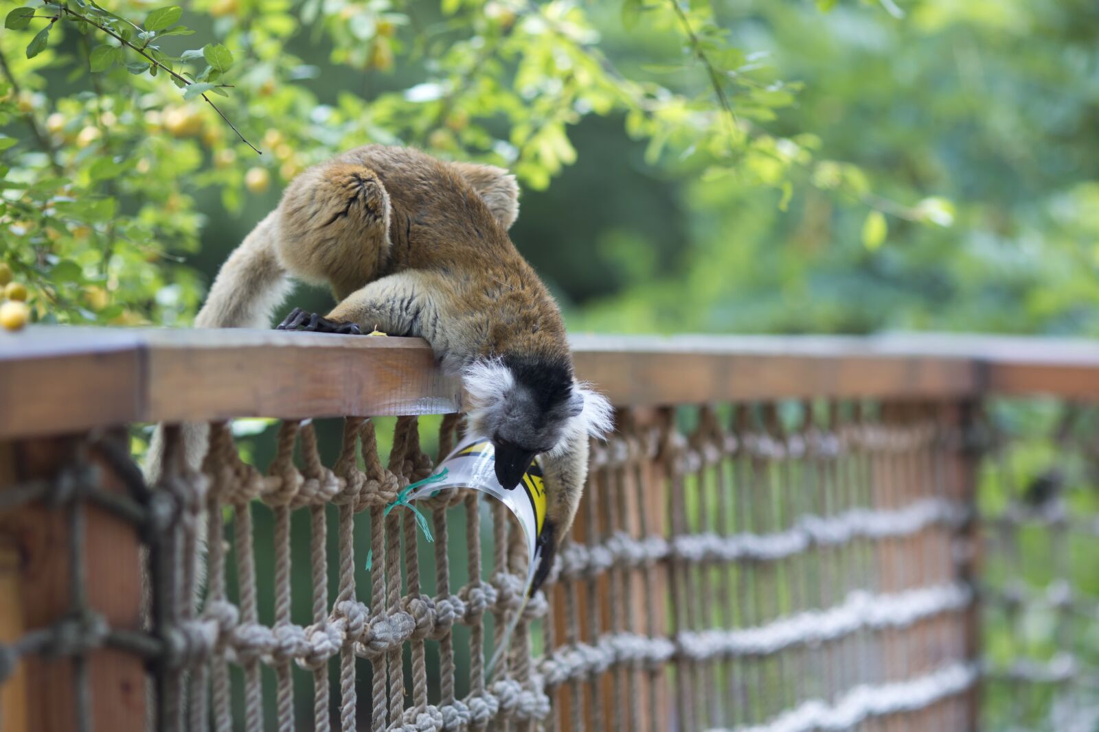 Canon EOS 70D sample photo. Lemur, zoo, animal photography