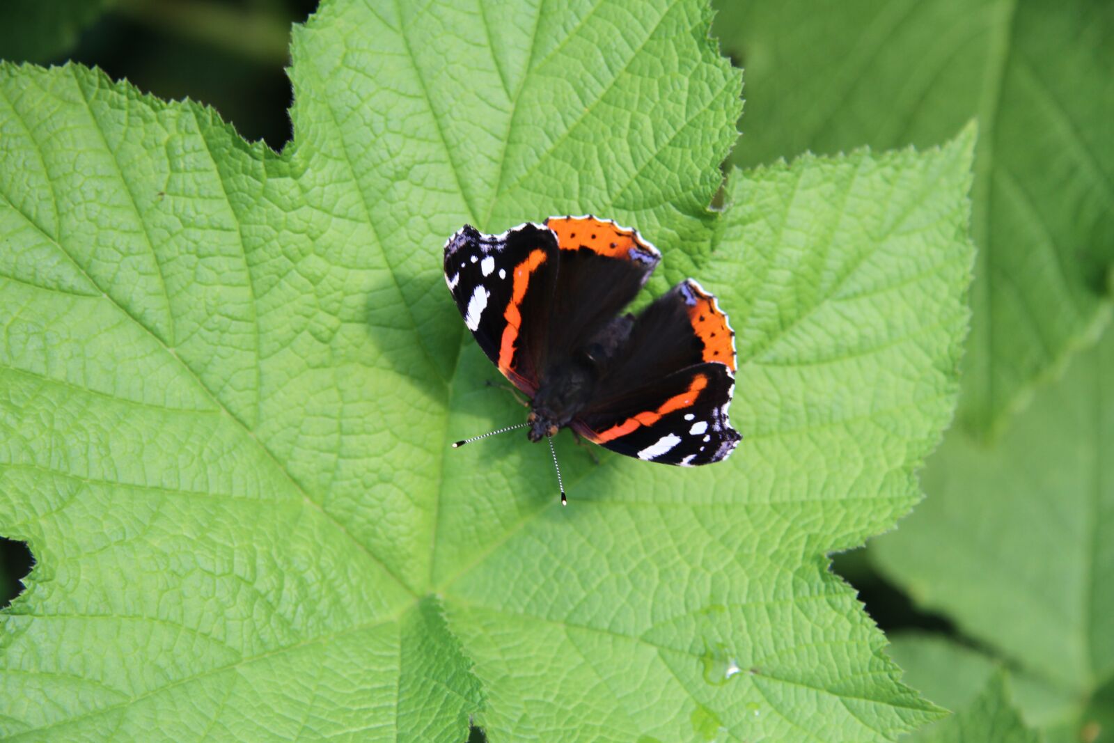 Canon EOS 7D sample photo. The butterfly on the photography