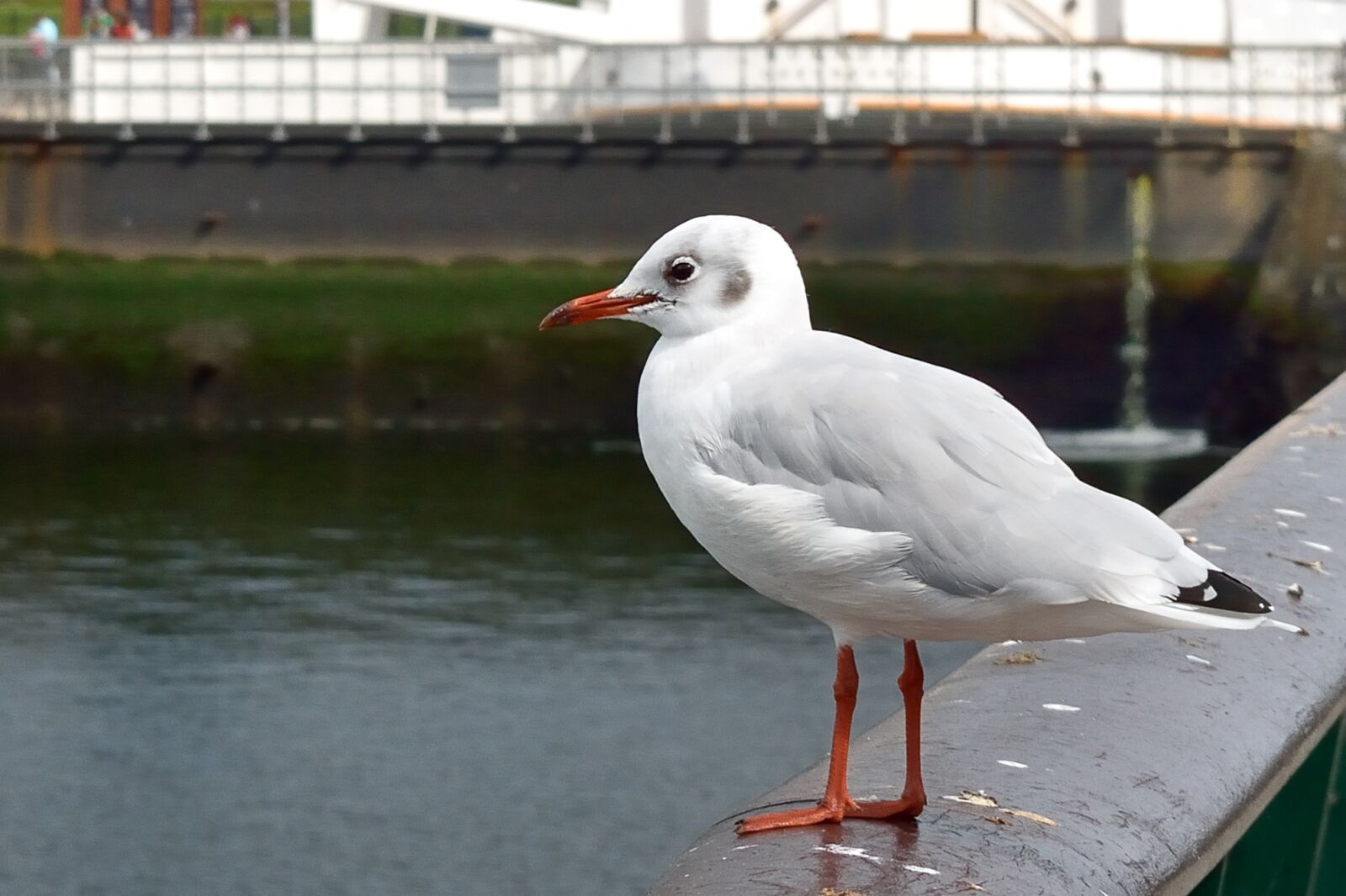 Nikon D5500 sample photo. Seagull, bird, port of photography