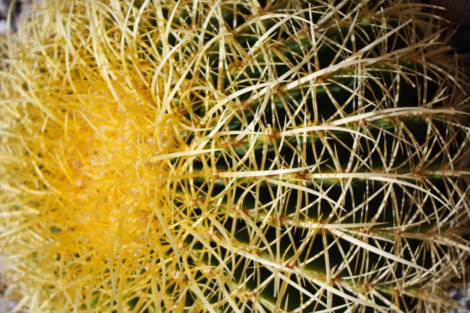 Canon EOS 450D (EOS Rebel XSi / EOS Kiss X2) sample photo. Cactus, desert, needles photography