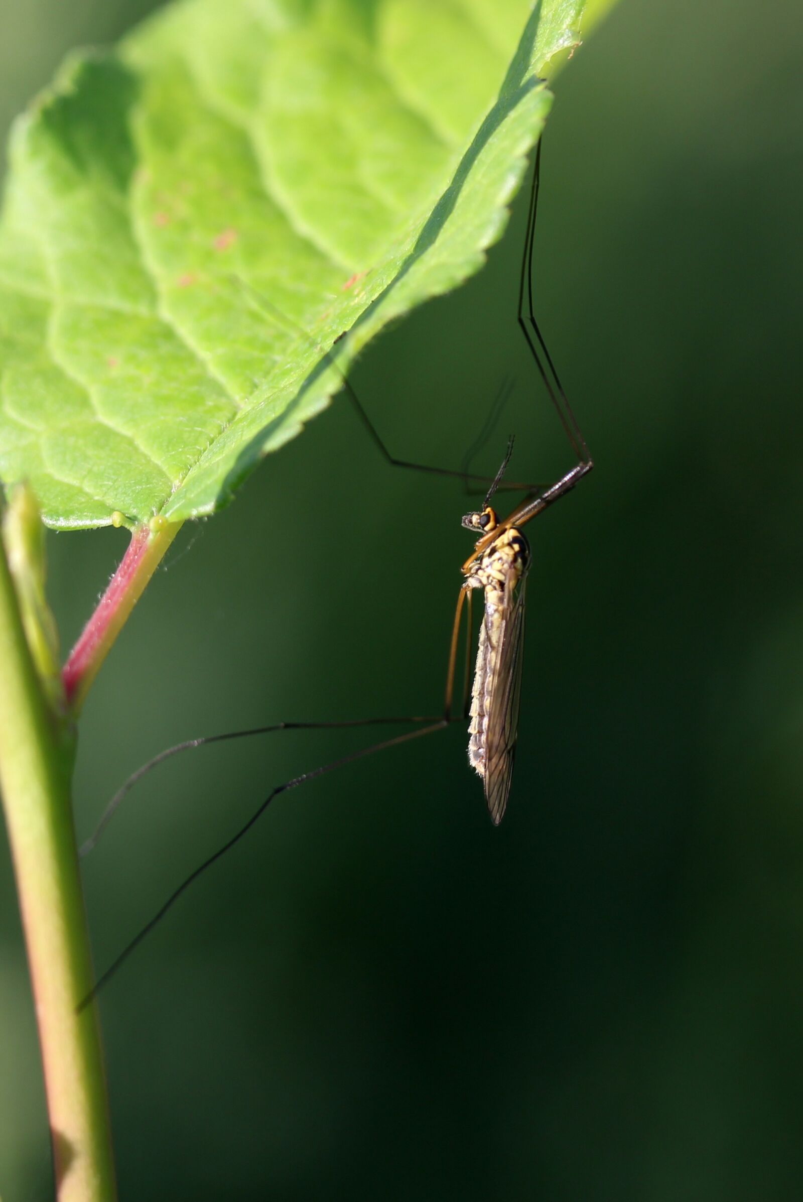 Canon EF-S 60mm F2.8 Macro USM sample photo. Mosquito, insecta, leaf photography