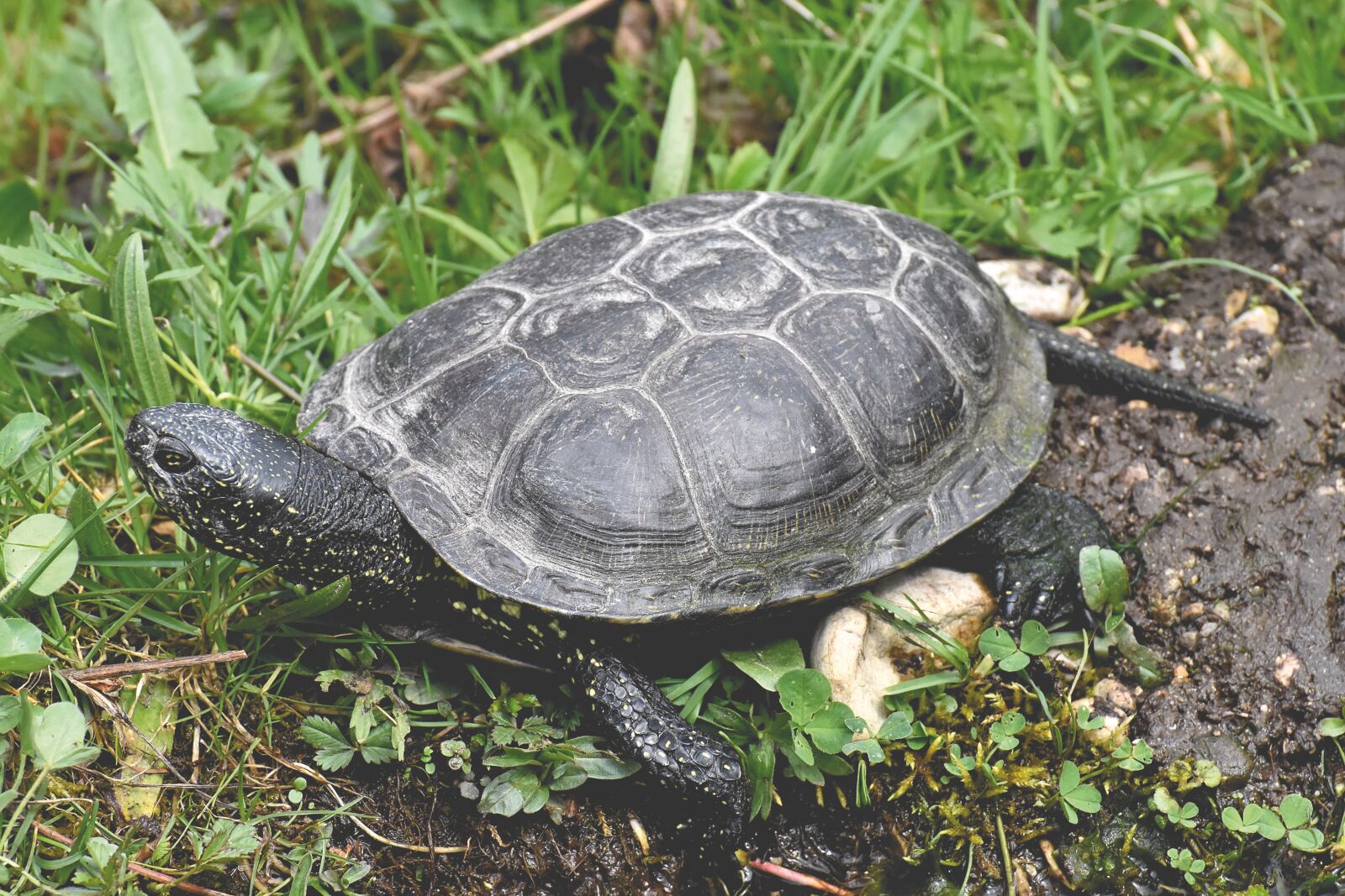 Nikon D7200 sample photo. Turtle, animal photography, animal photography