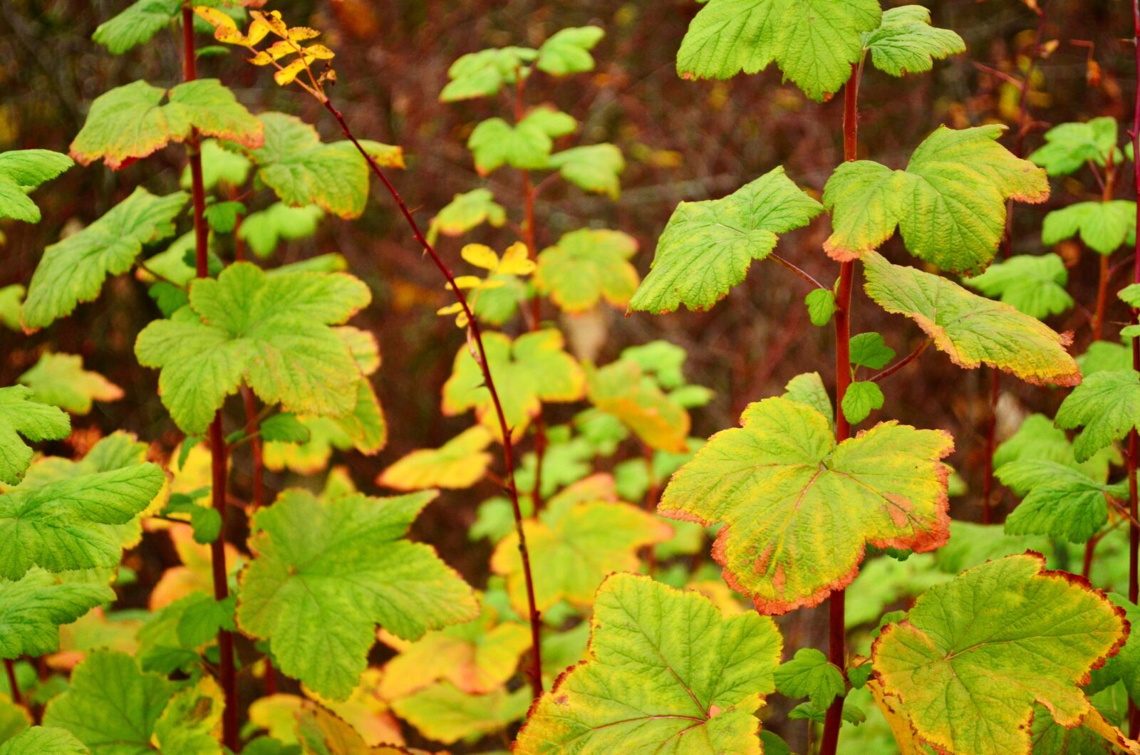 Nikon D5100 sample photo. Green, leaves, plants photography