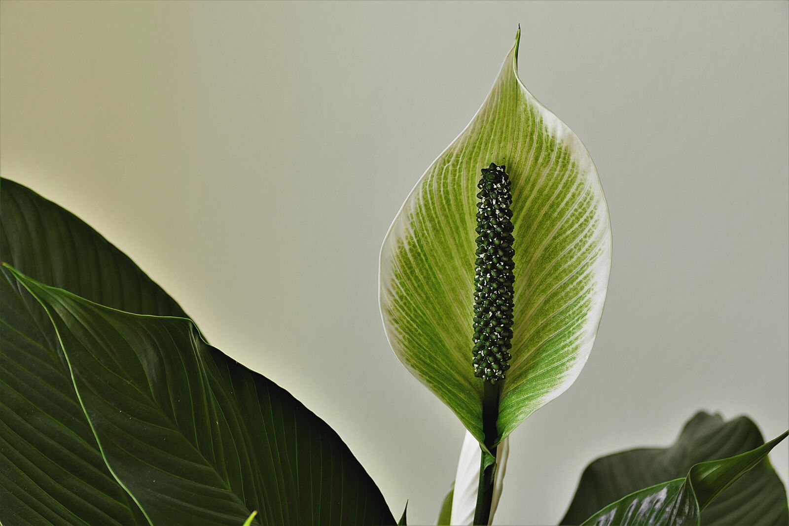 Panasonic Lumix DMC-FZ1000 sample photo. Vaginal sheet, peace lily photography