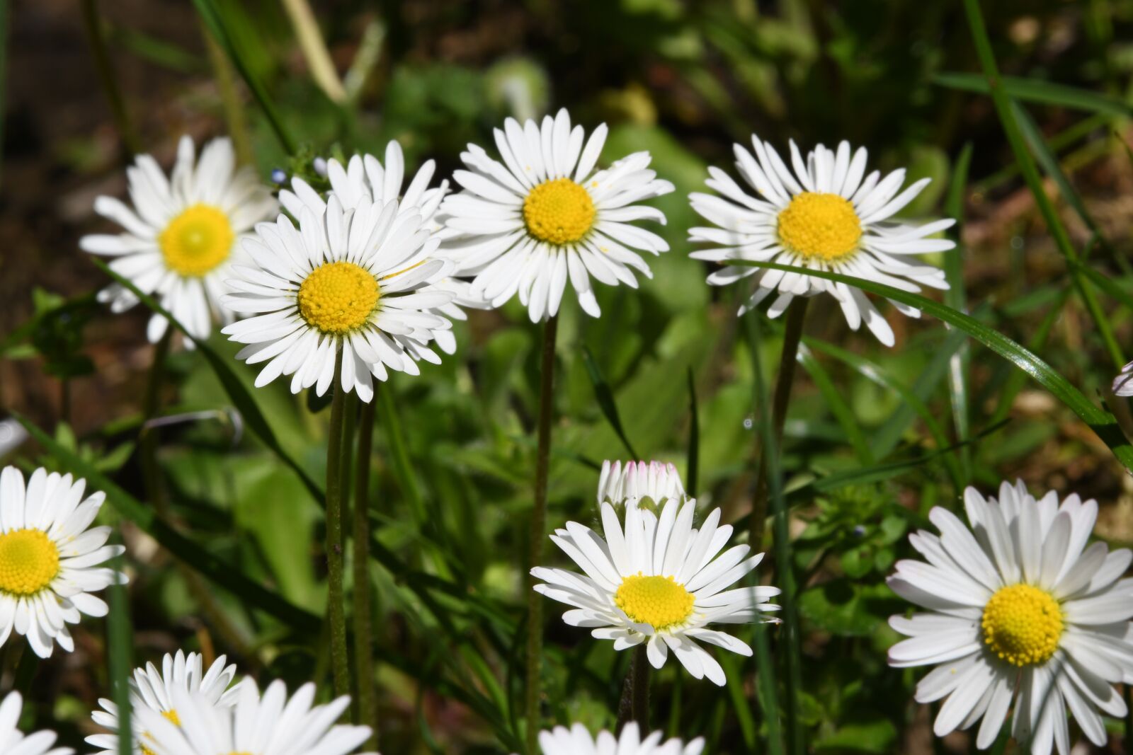 Nikon D7500 sample photo. Daisies, prato, spring photography