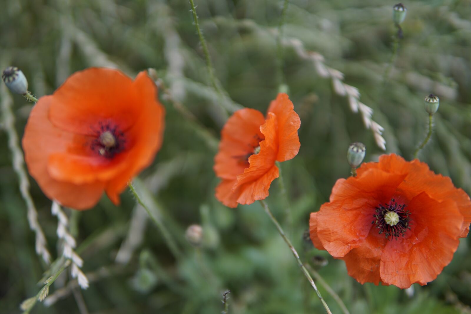 30mm F1.4 DC DN | Contemporary 016 sample photo. Poppies, klatschmohn, flower meadow photography