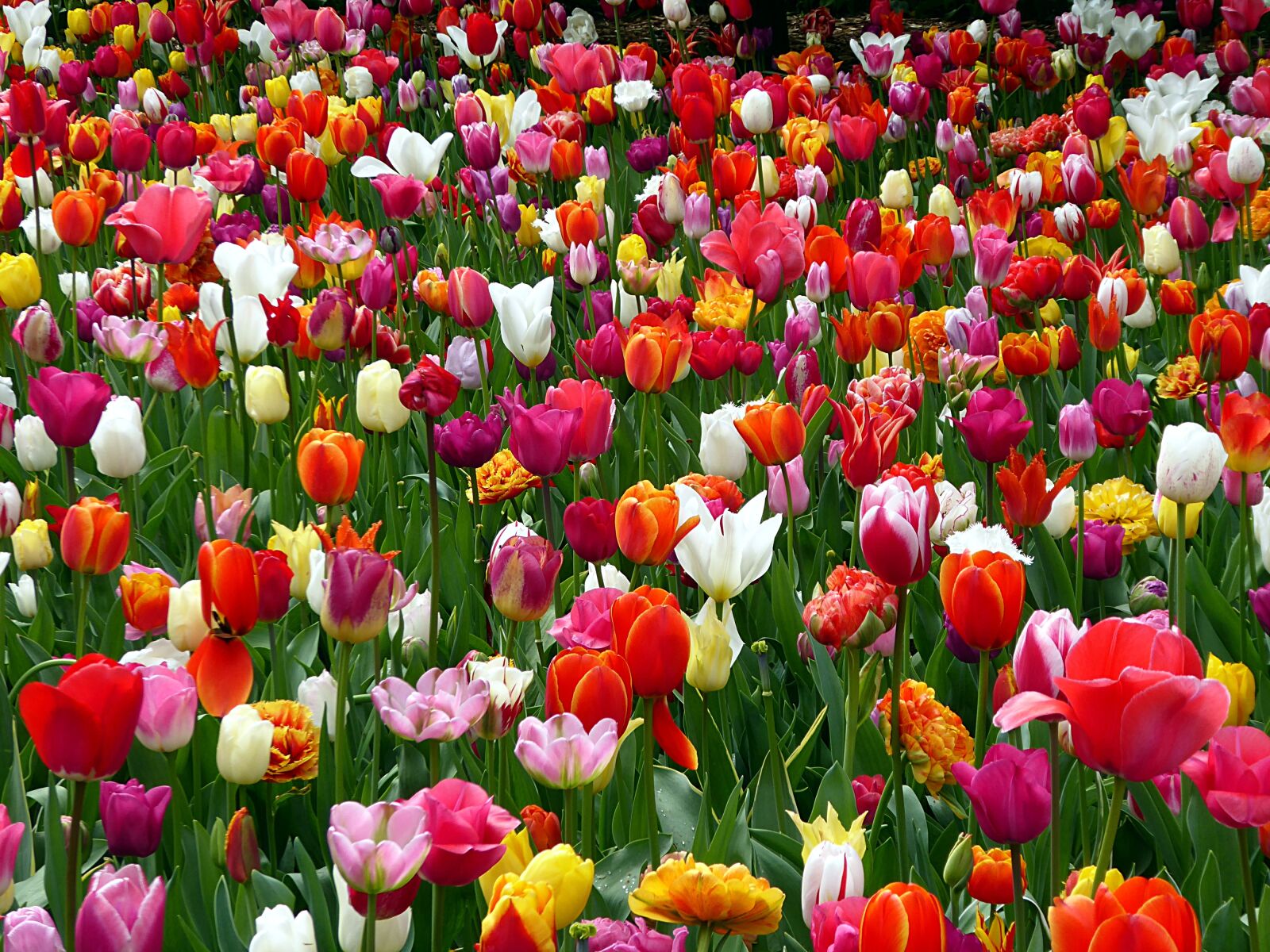 Panasonic Lumix DMC-ZS50 (Lumix DMC-TZ70) sample photo. Tulip, colors, pink photography